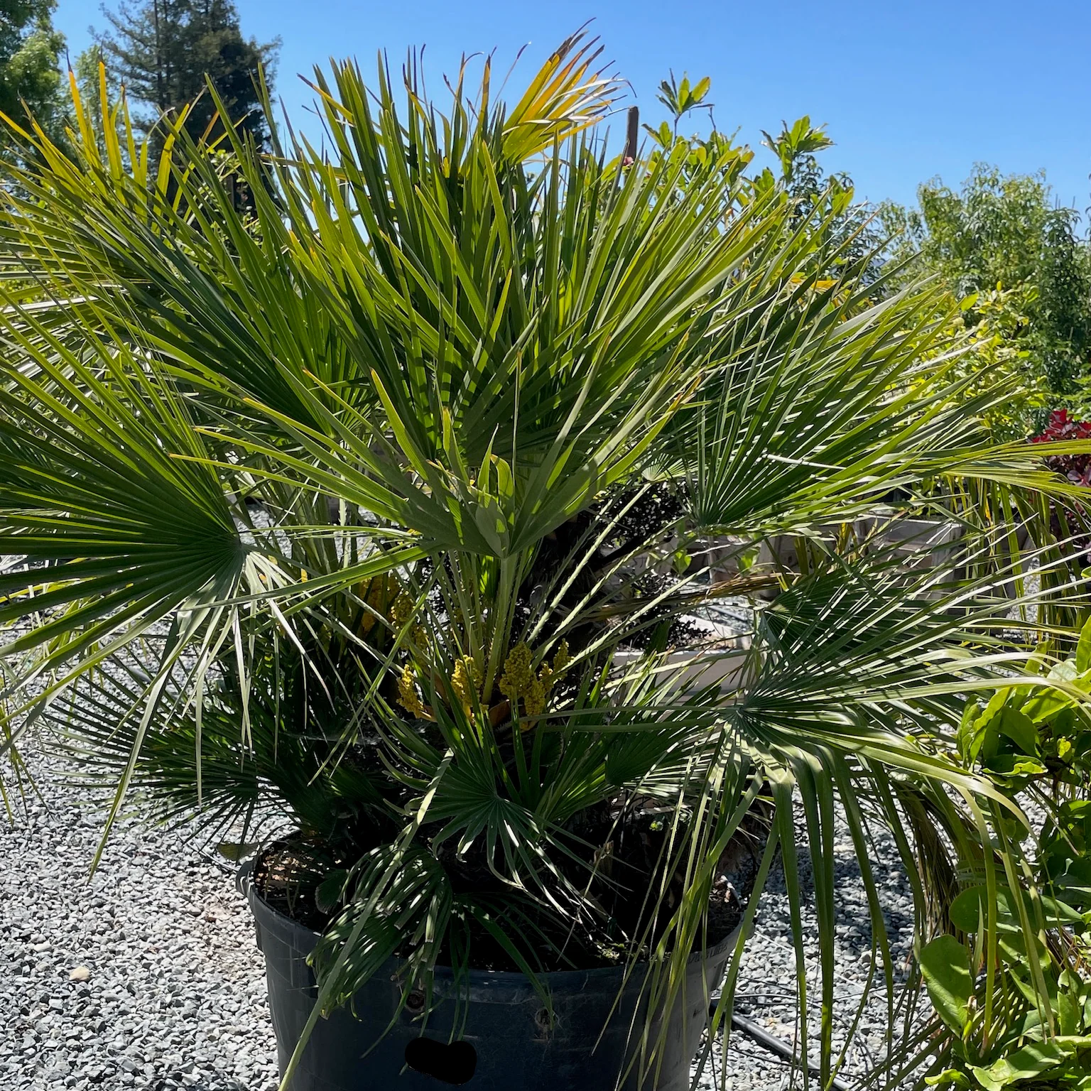 European Fan Palm - Image 2