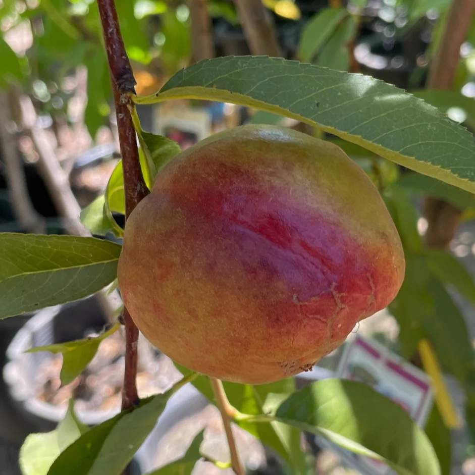 Fantasia Nectarine