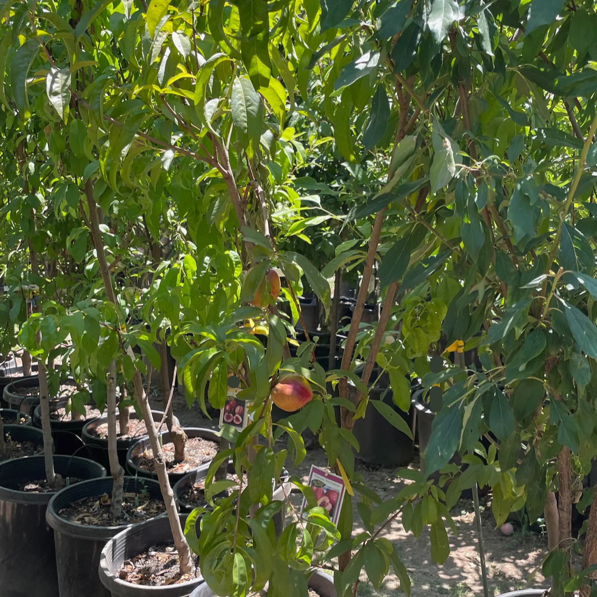 Fantasia Nectarine - Image 3