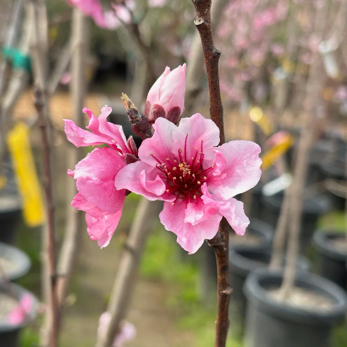 Fantasia Nectarine - Image 2