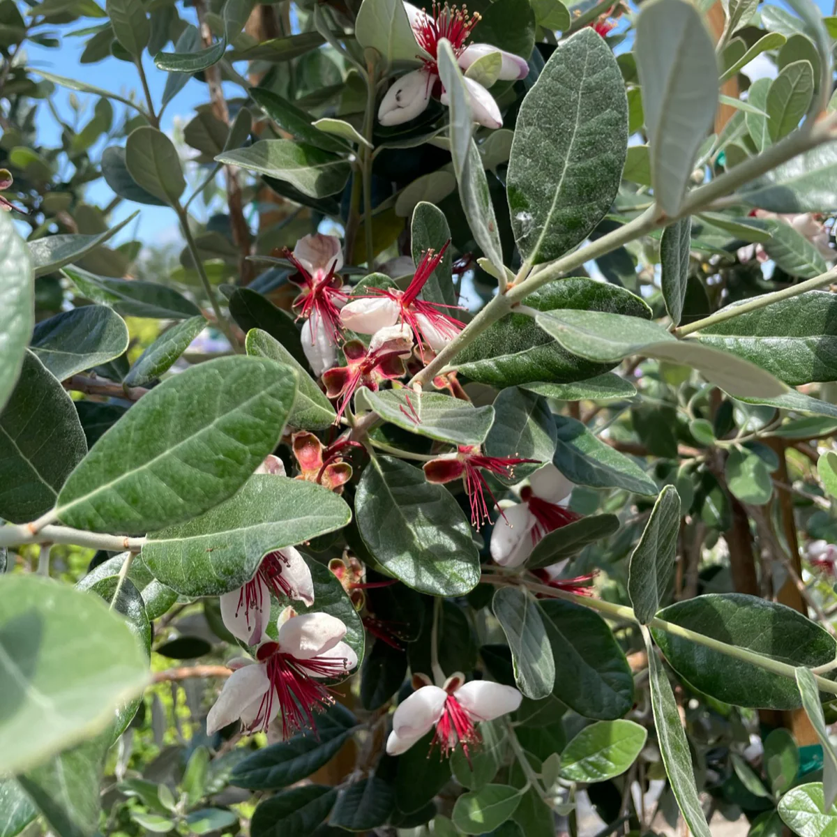 Feijoa Pineapple Guava - Image 3