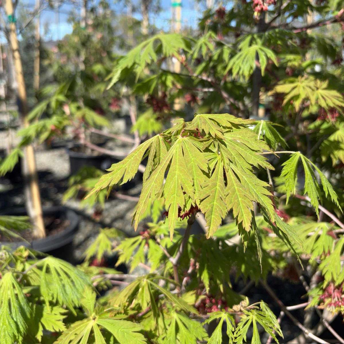 Fernleaf Fullmoon Maple - Image 1