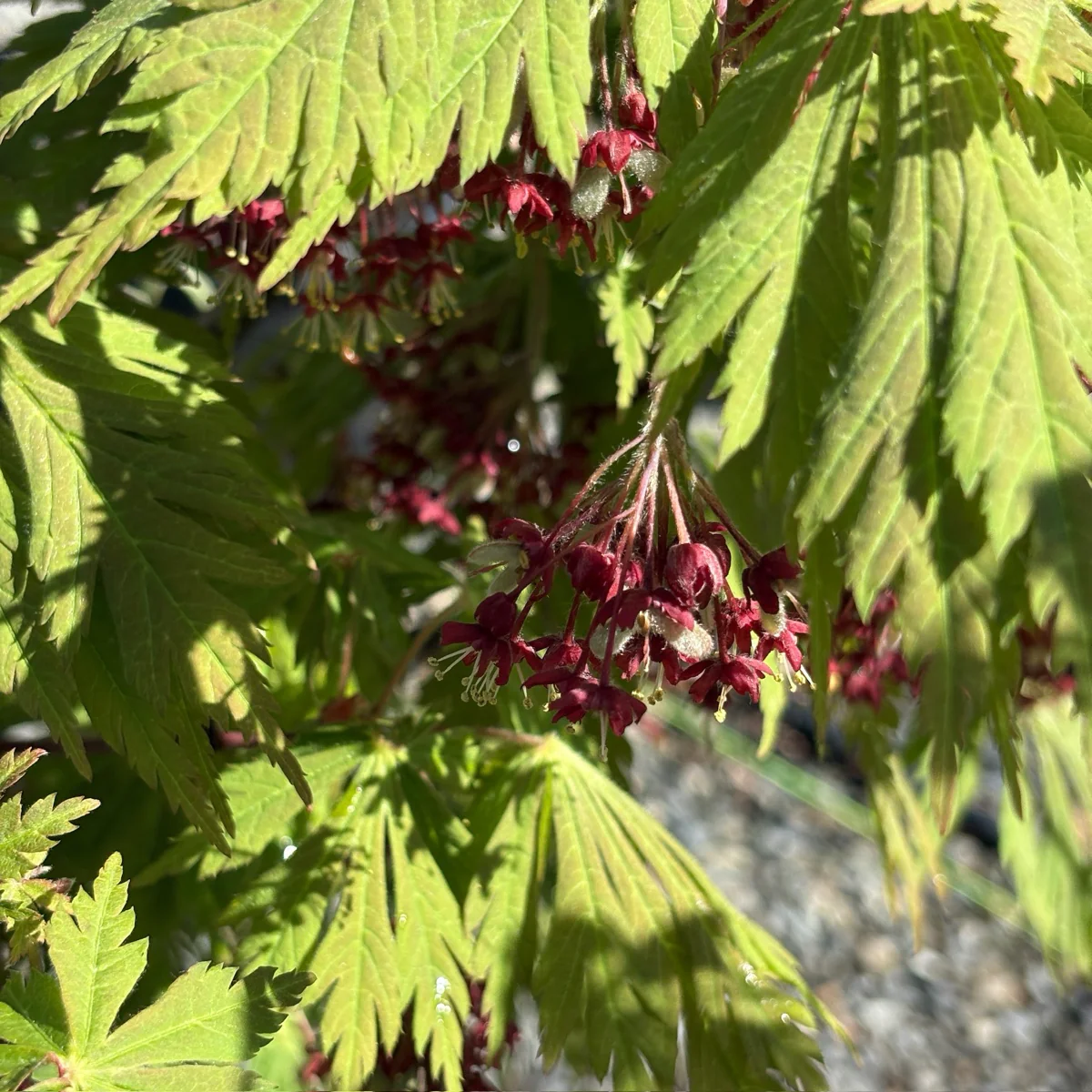 Fernleaf Fullmoon Maple - Image 2