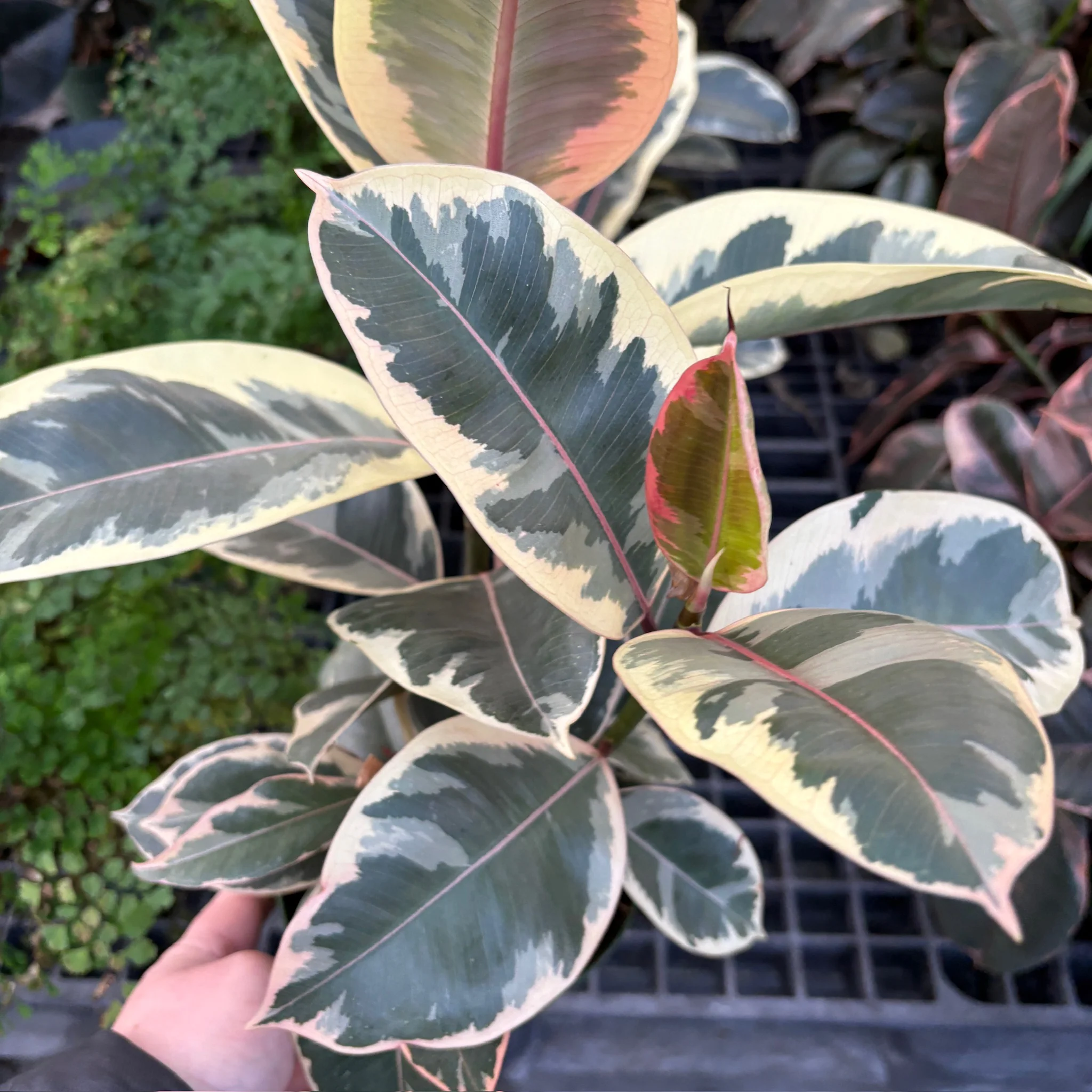Tineke Rubber Plant - Image 2