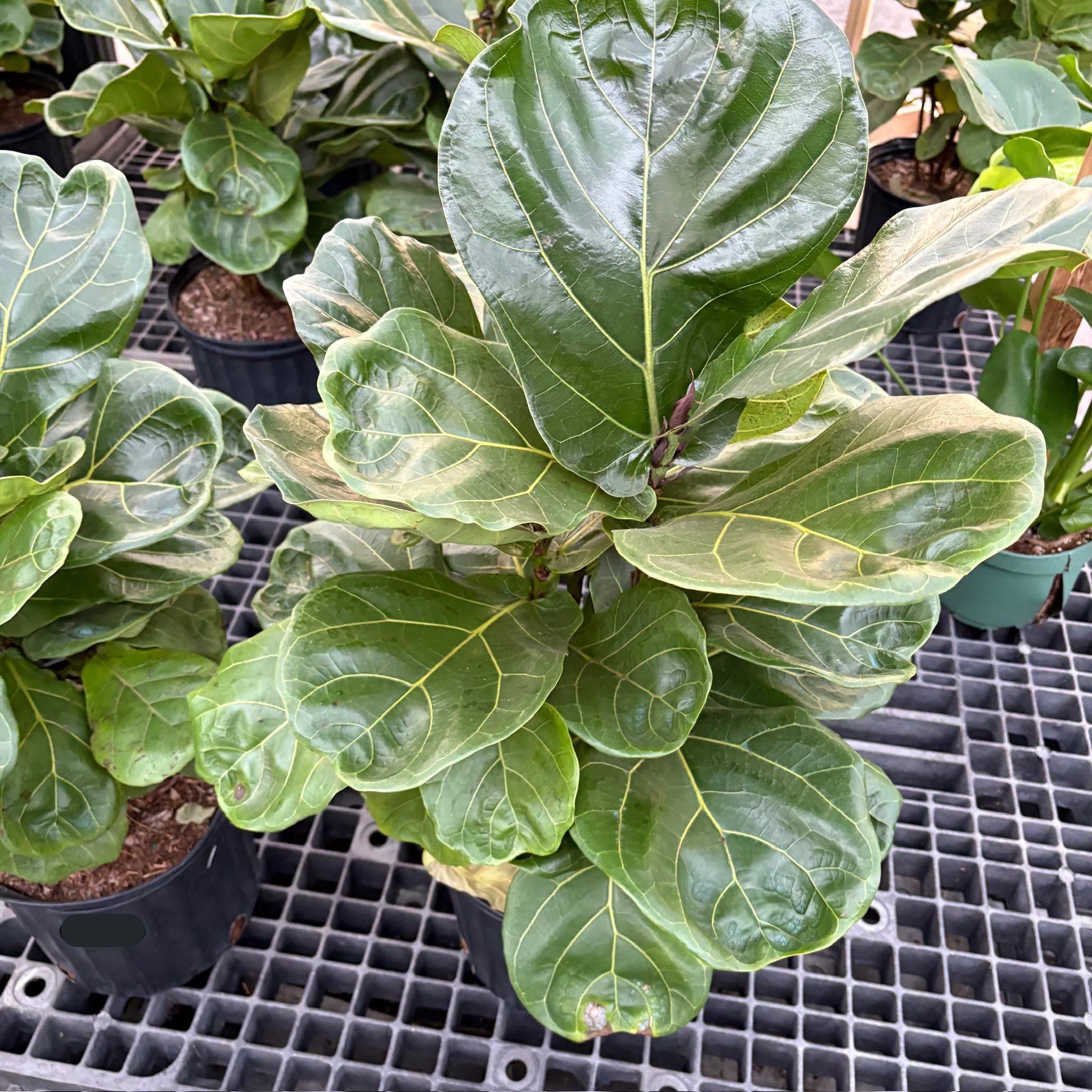 Fiddle Leaf Fig - Image 2