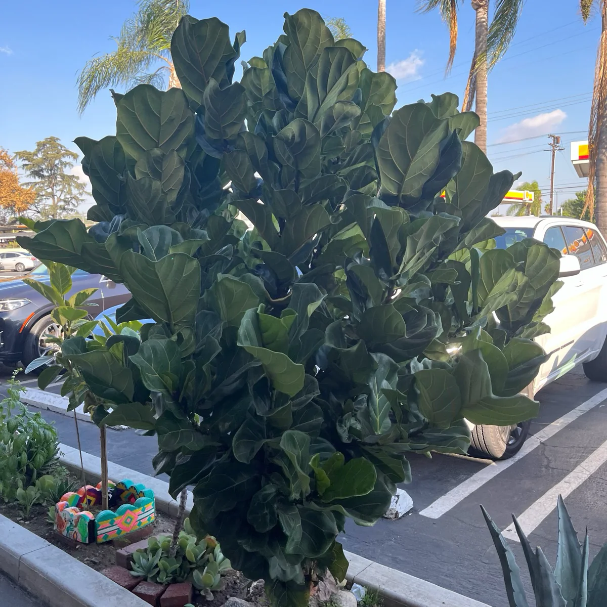 Fiddle Leaf Fig - Image 3