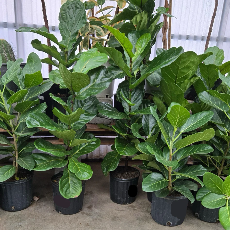 Fiddle Leaf Fig - Image 1