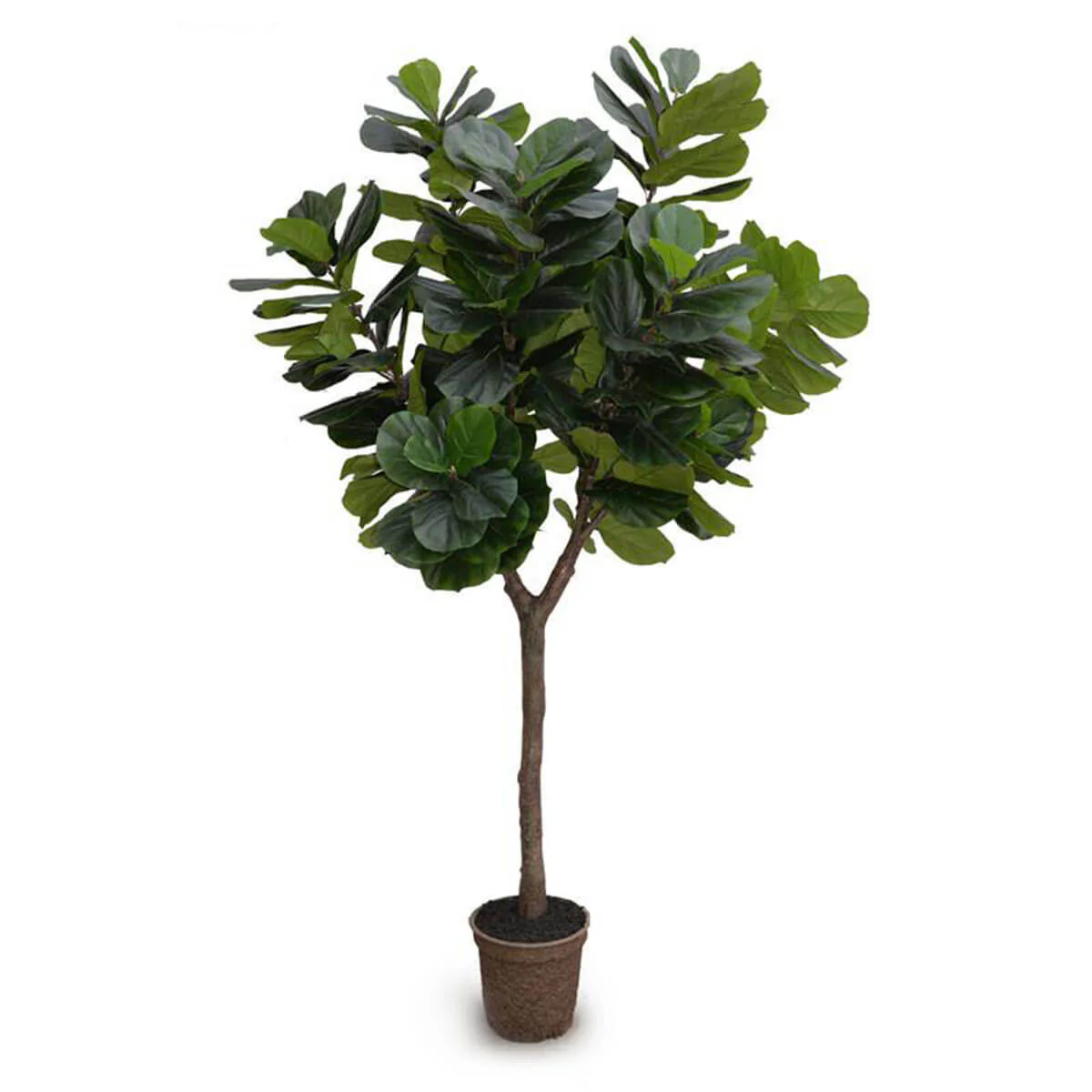 Fiddle Leaf Fig Tree Large
