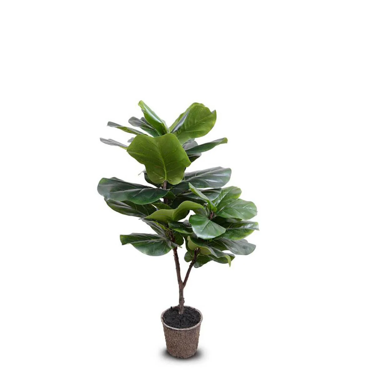 Fiddle Leaf Fig Tree Small