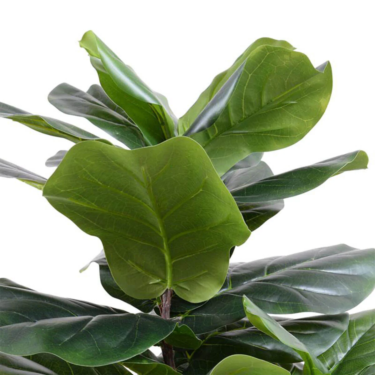 Fiddle Leaf Fig Tree Medium - Image 2