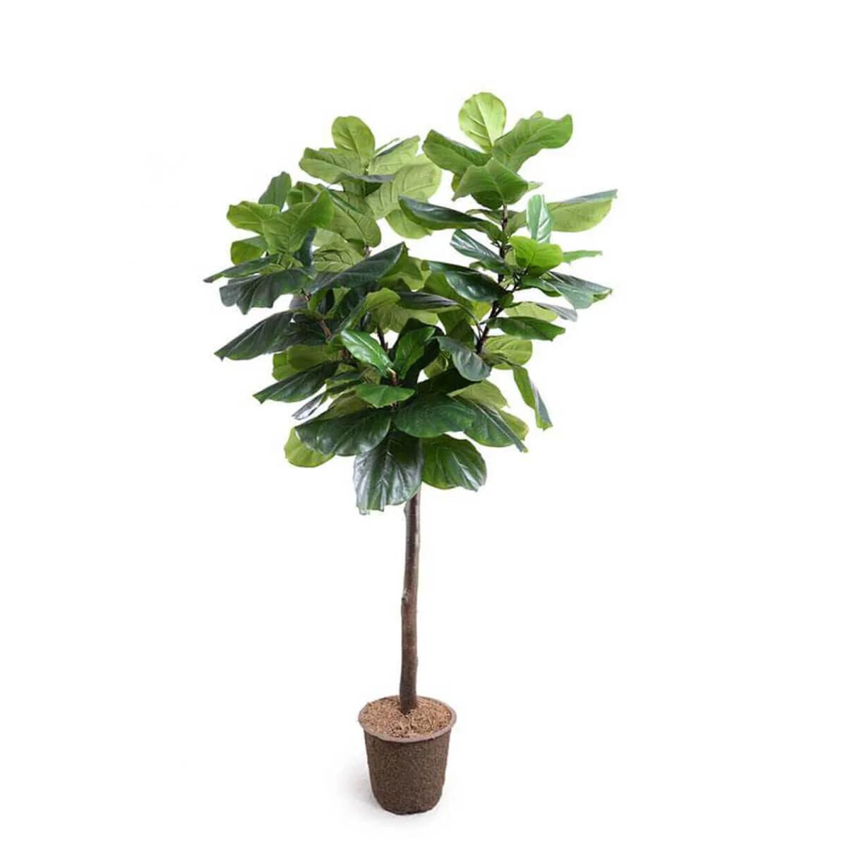 Fiddle Leaf Fig Tree Medium