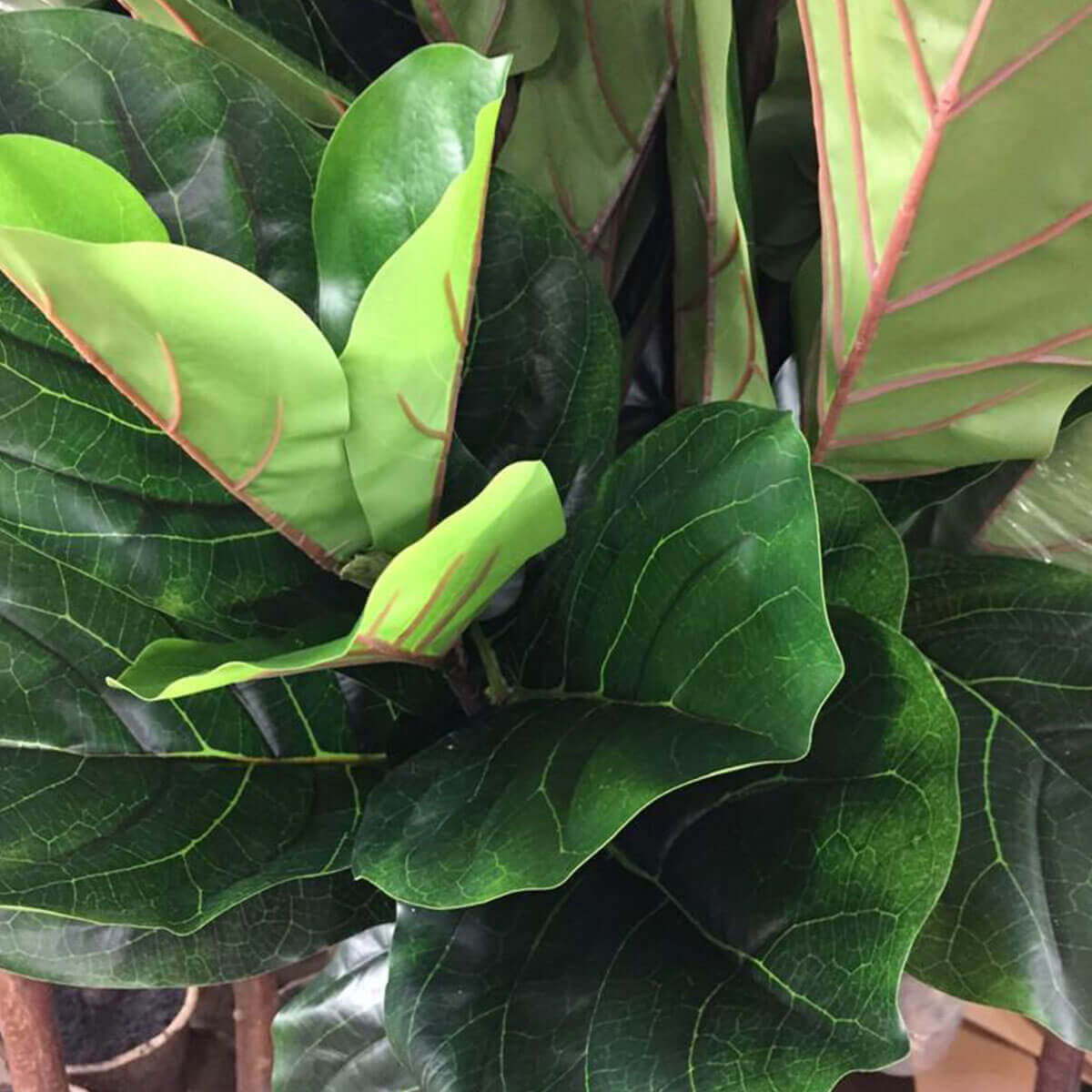 Fiddle Leaf Fig Tree Medium - Image 3