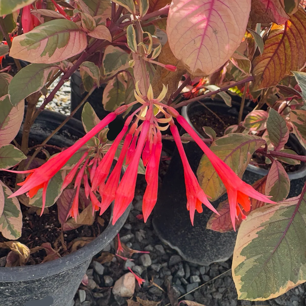 Firecracker Fuchsia - Image 2
