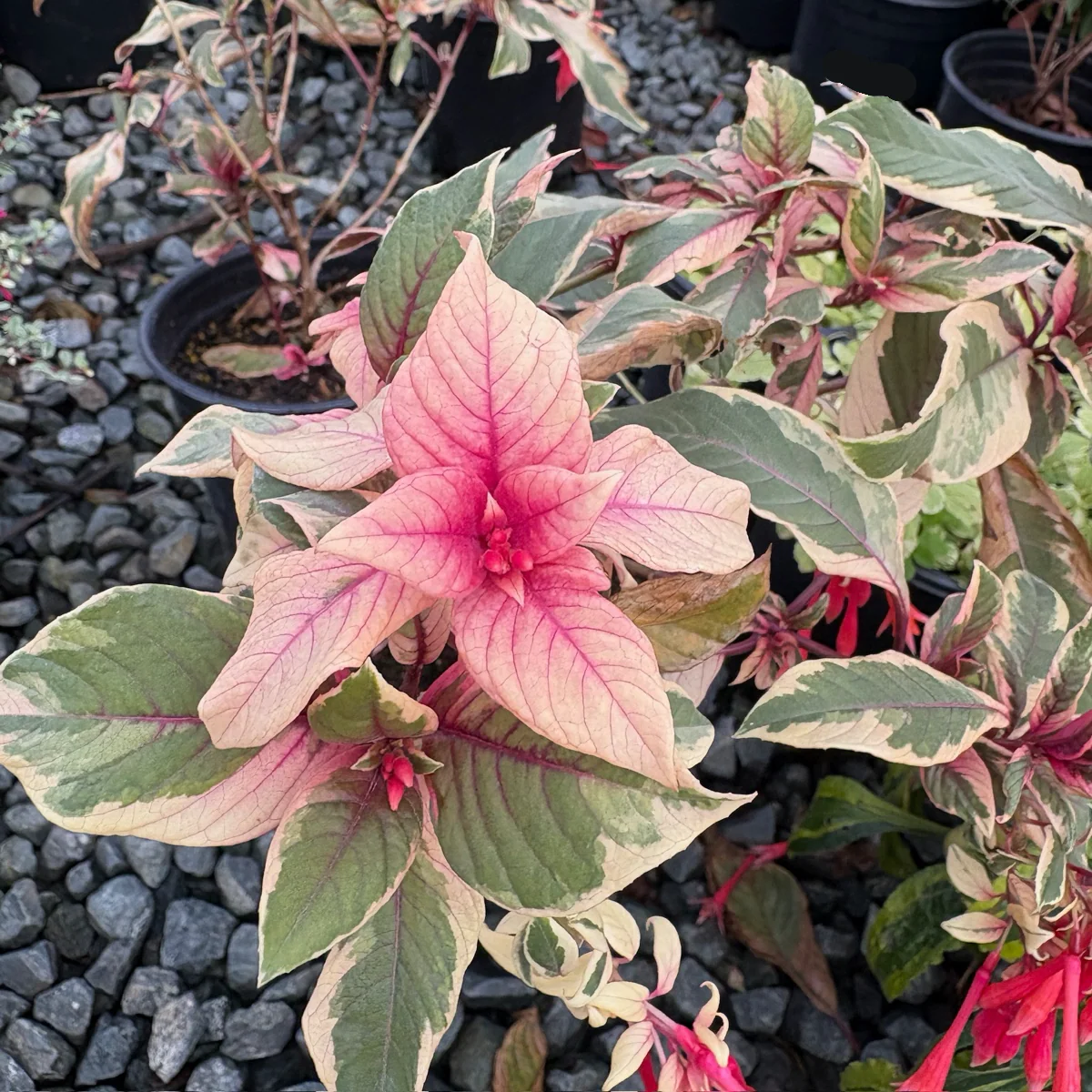 Firecracker Fuchsia - Image 3