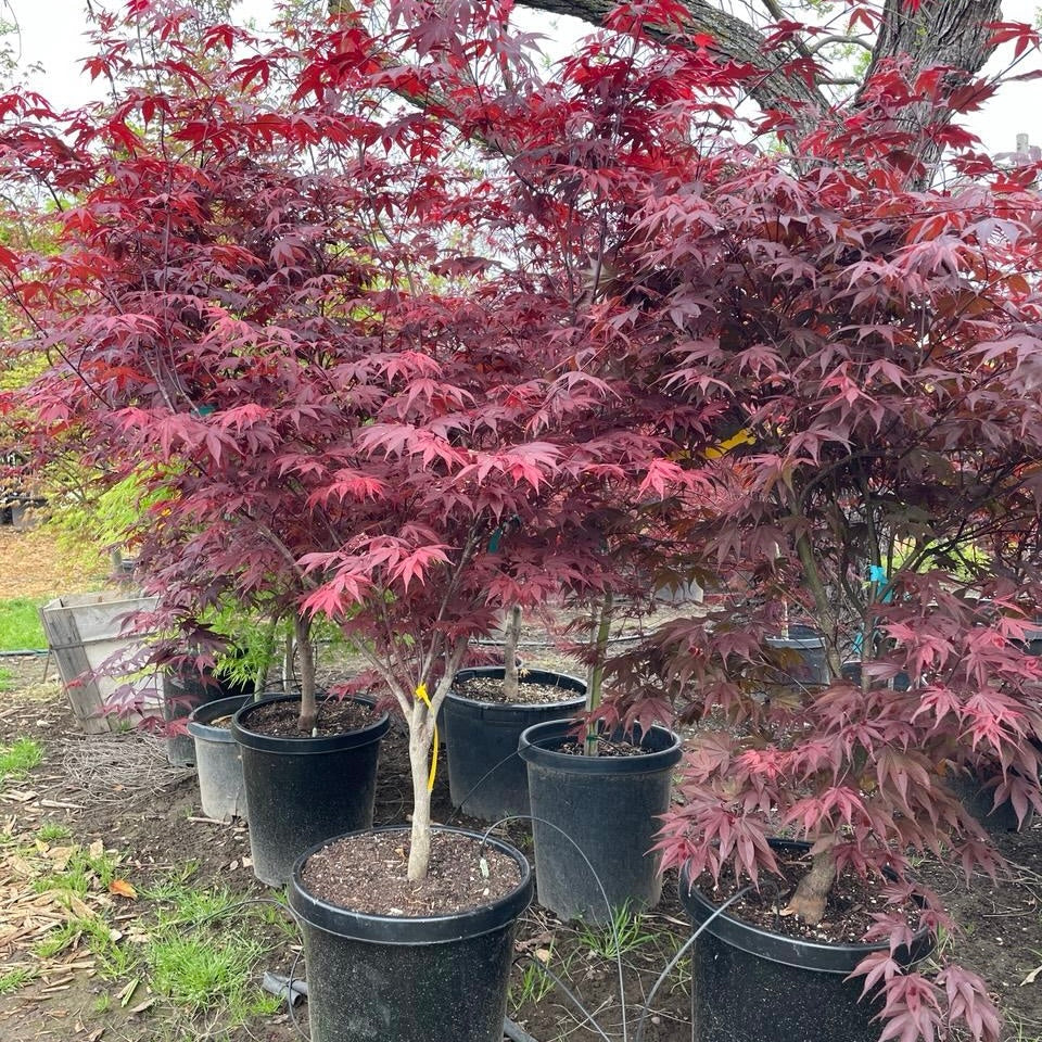 Fireglow Japanese Maple - Image 2