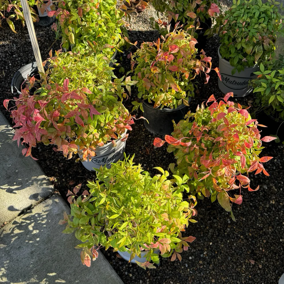 Firepower Heavenly Bamboo - Image 1