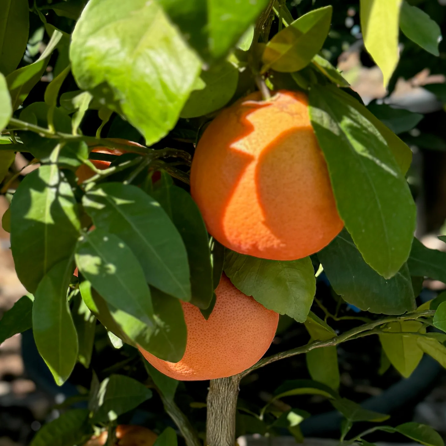 Flame Grapefruit - Image 1