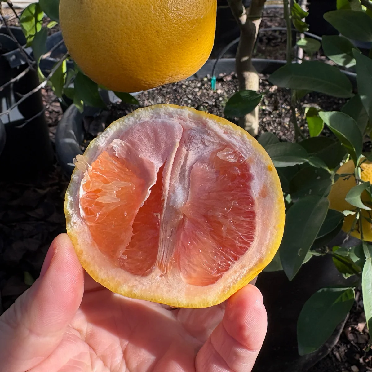 Flame Grapefruit - Image 2