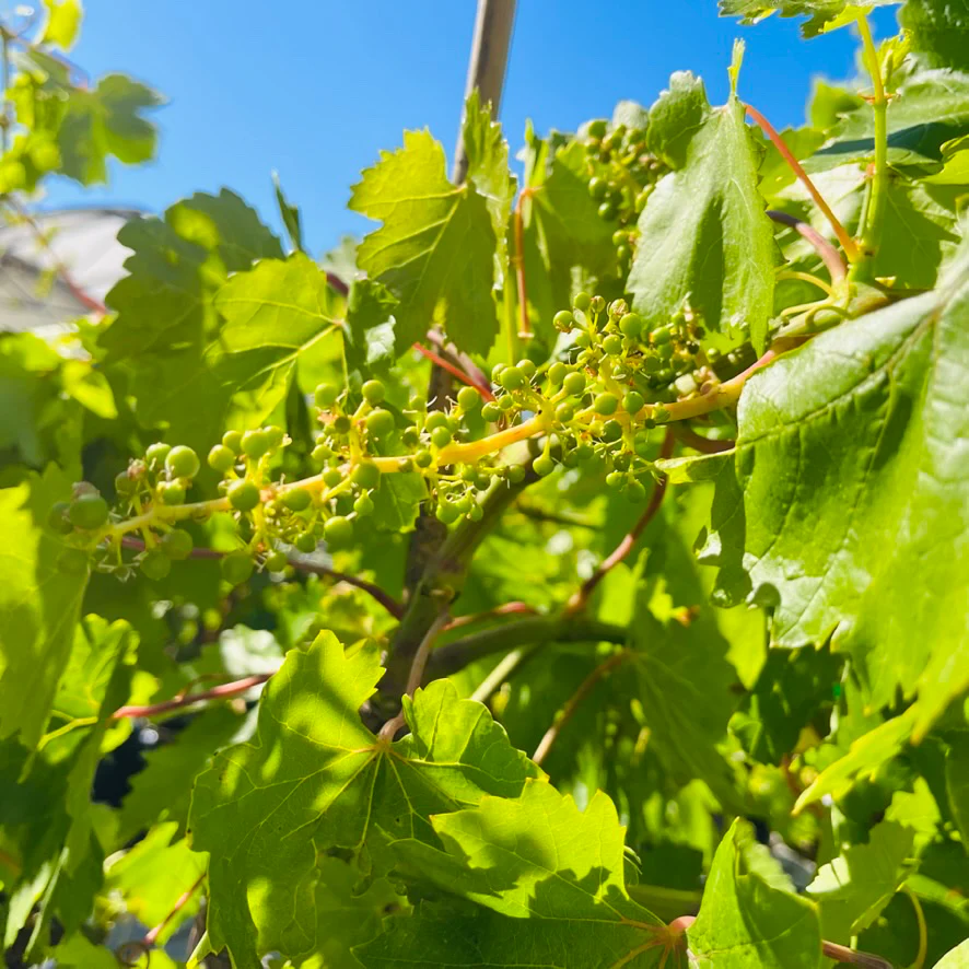Flame Seedless European Grape - Image 2
