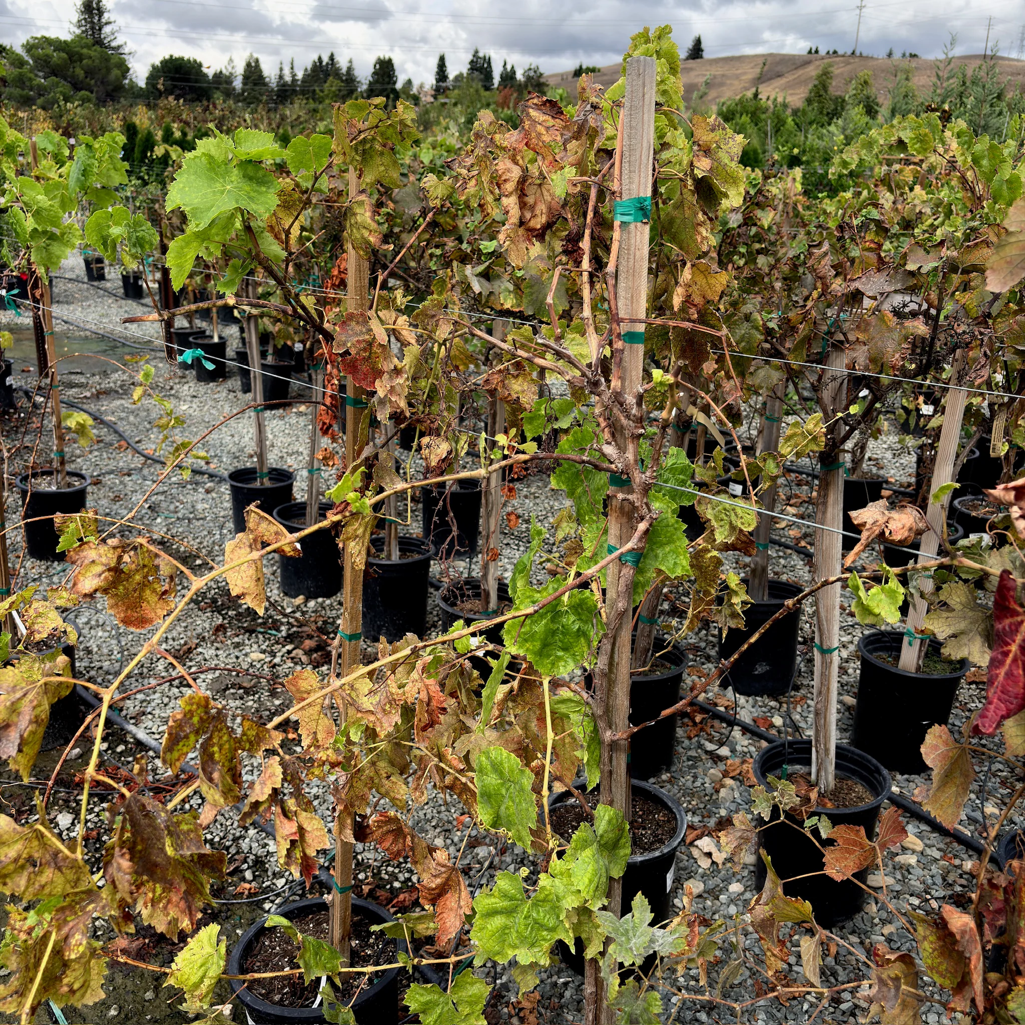 Flame Seedless European Grape - Image 1