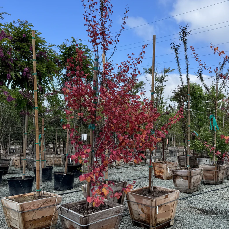 Flame Thrower Redbud - Image 1