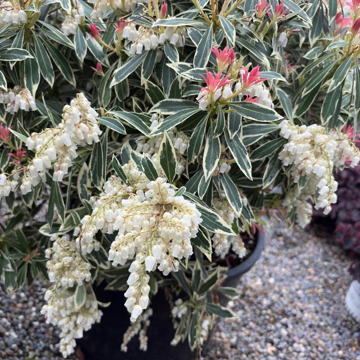 Flaming Silver Japanese Andromeda - Image 1