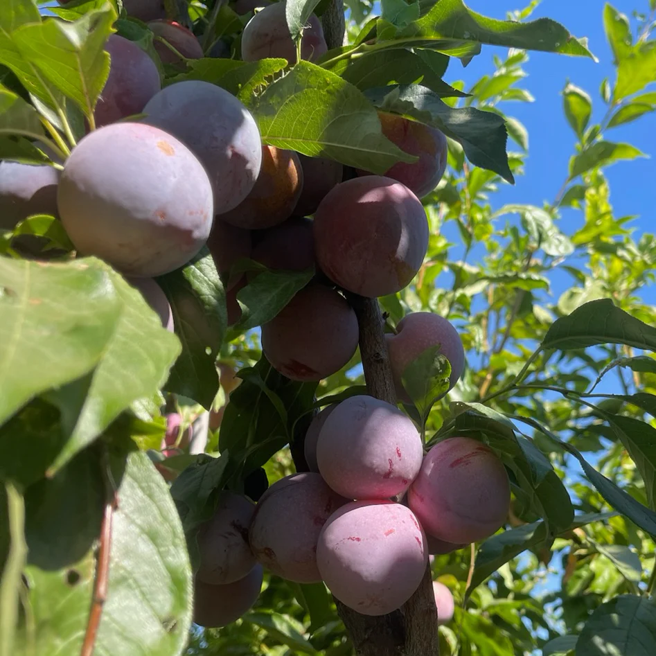 Flavor King Pluot - Image 1