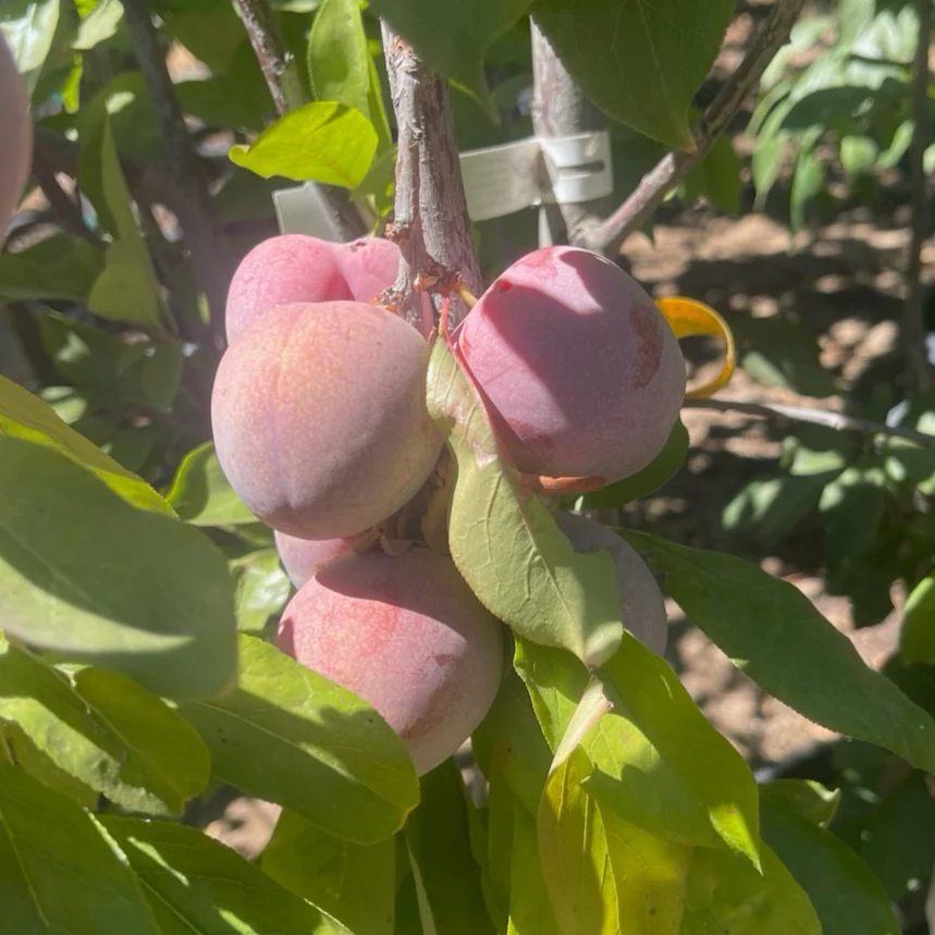 Flavor King Pluot - Image 2