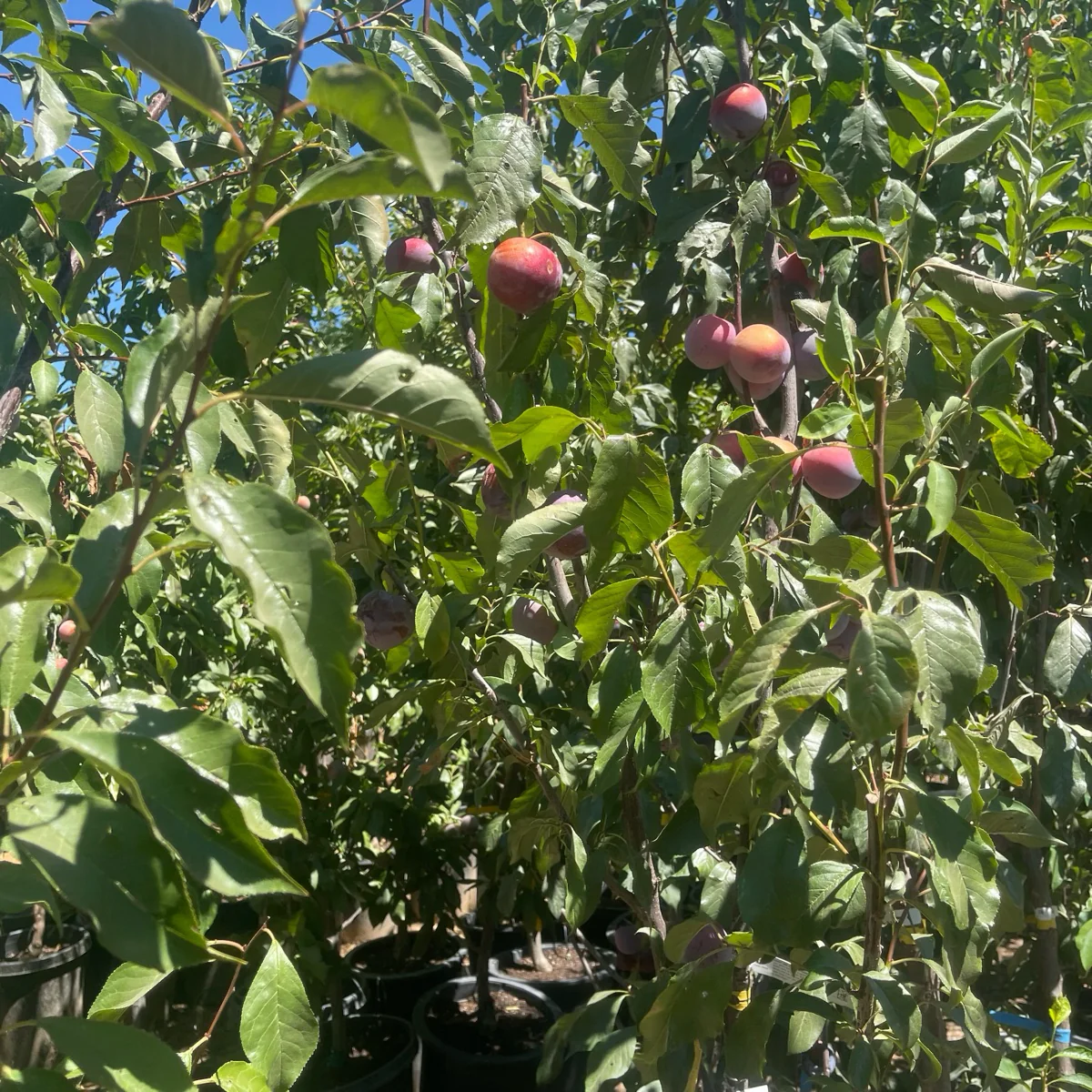 Flavor King Pluot - Image 3