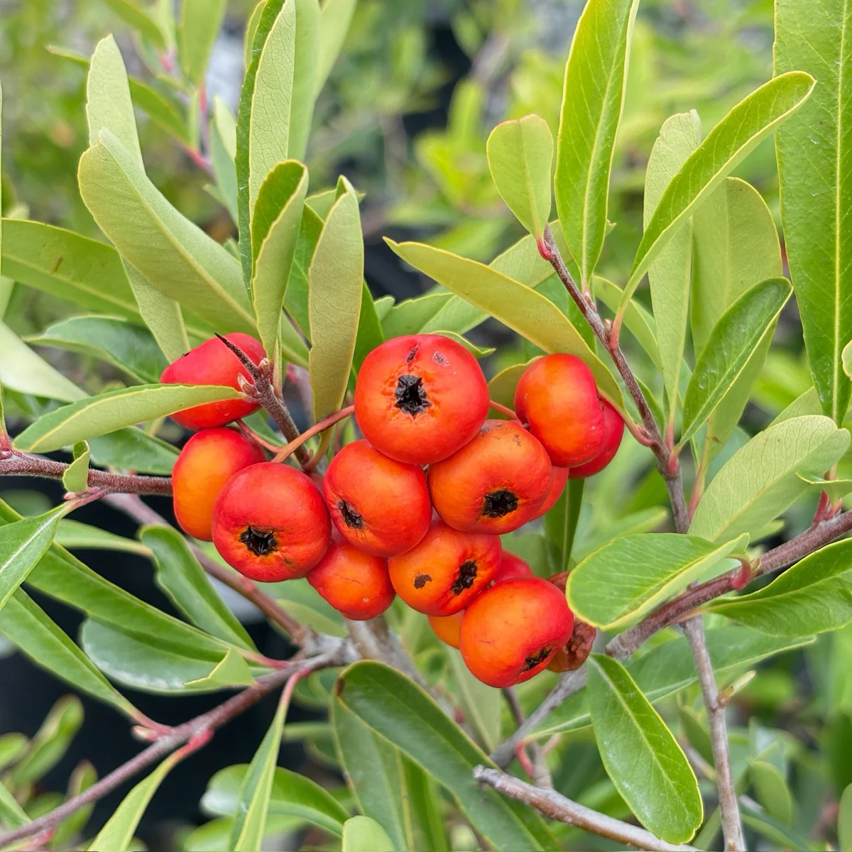 Formosa Firethorn - Image 2