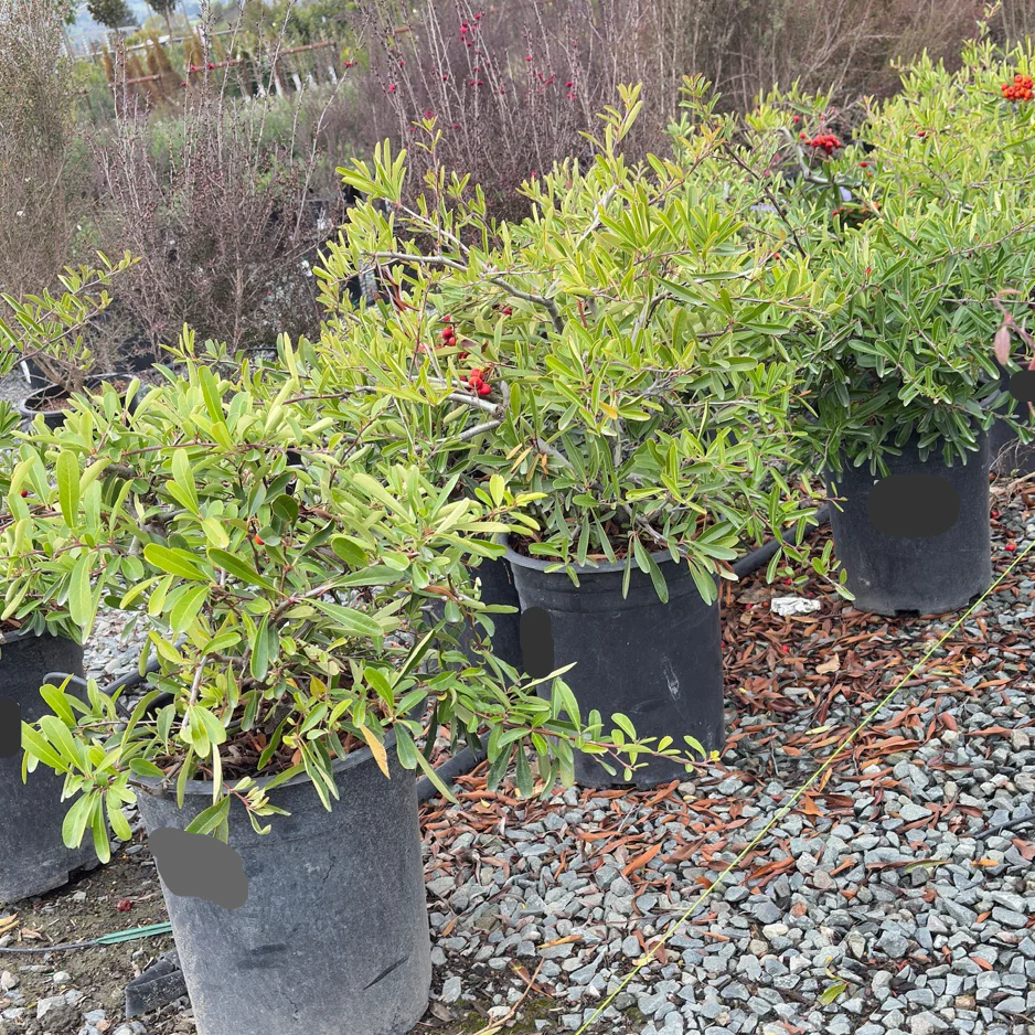 Formosa Firethorn - Image 1
