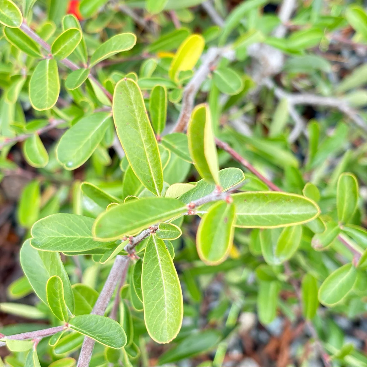 Formosa Firethorn - Image 3