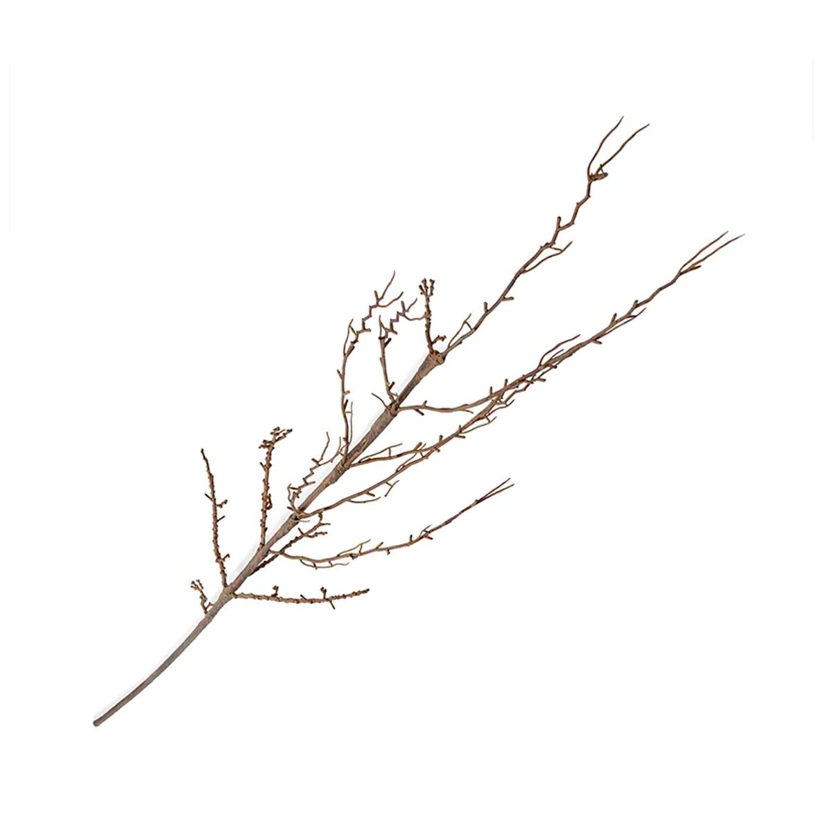 Forsythia Branch - Image 1