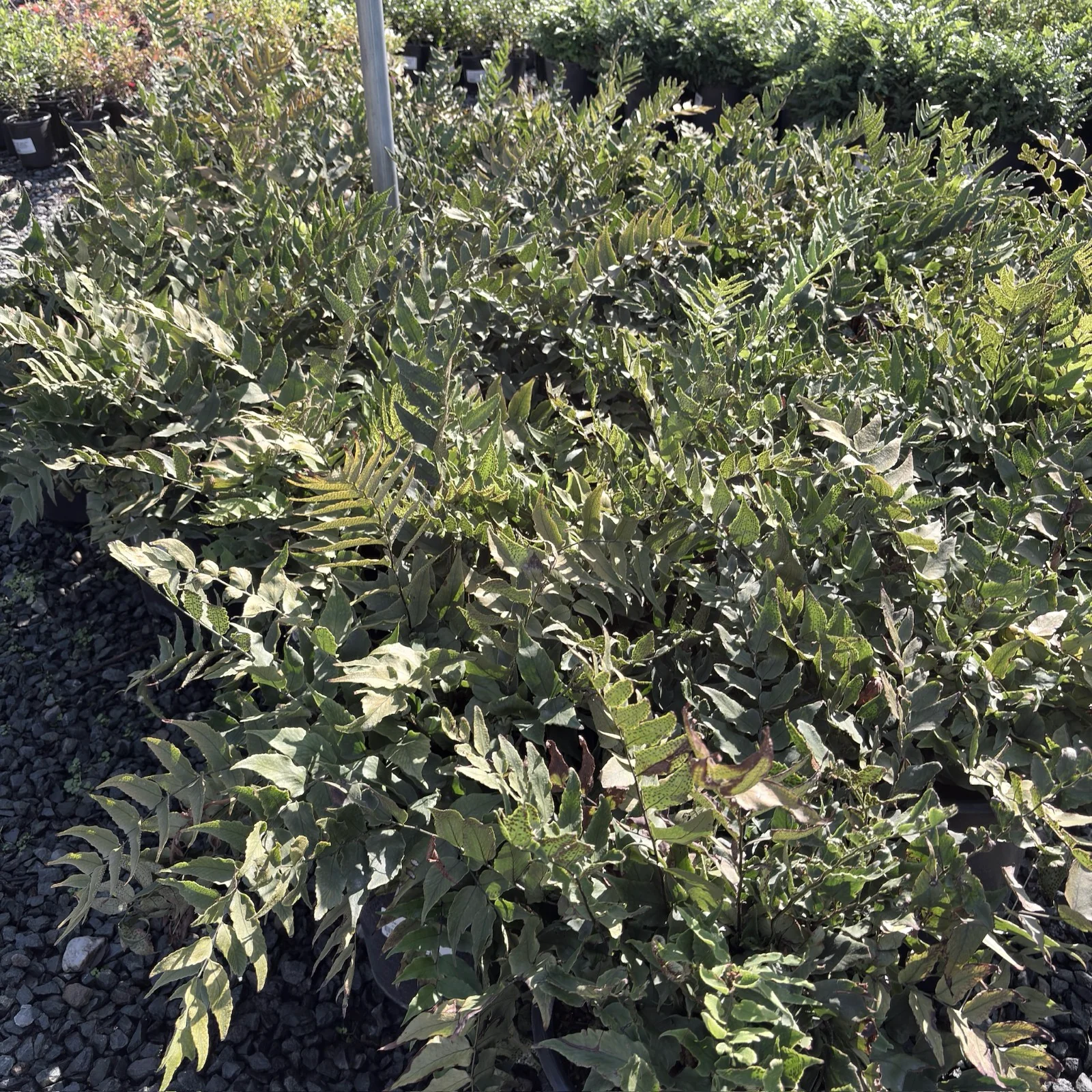 Fortune’s Holly Fern