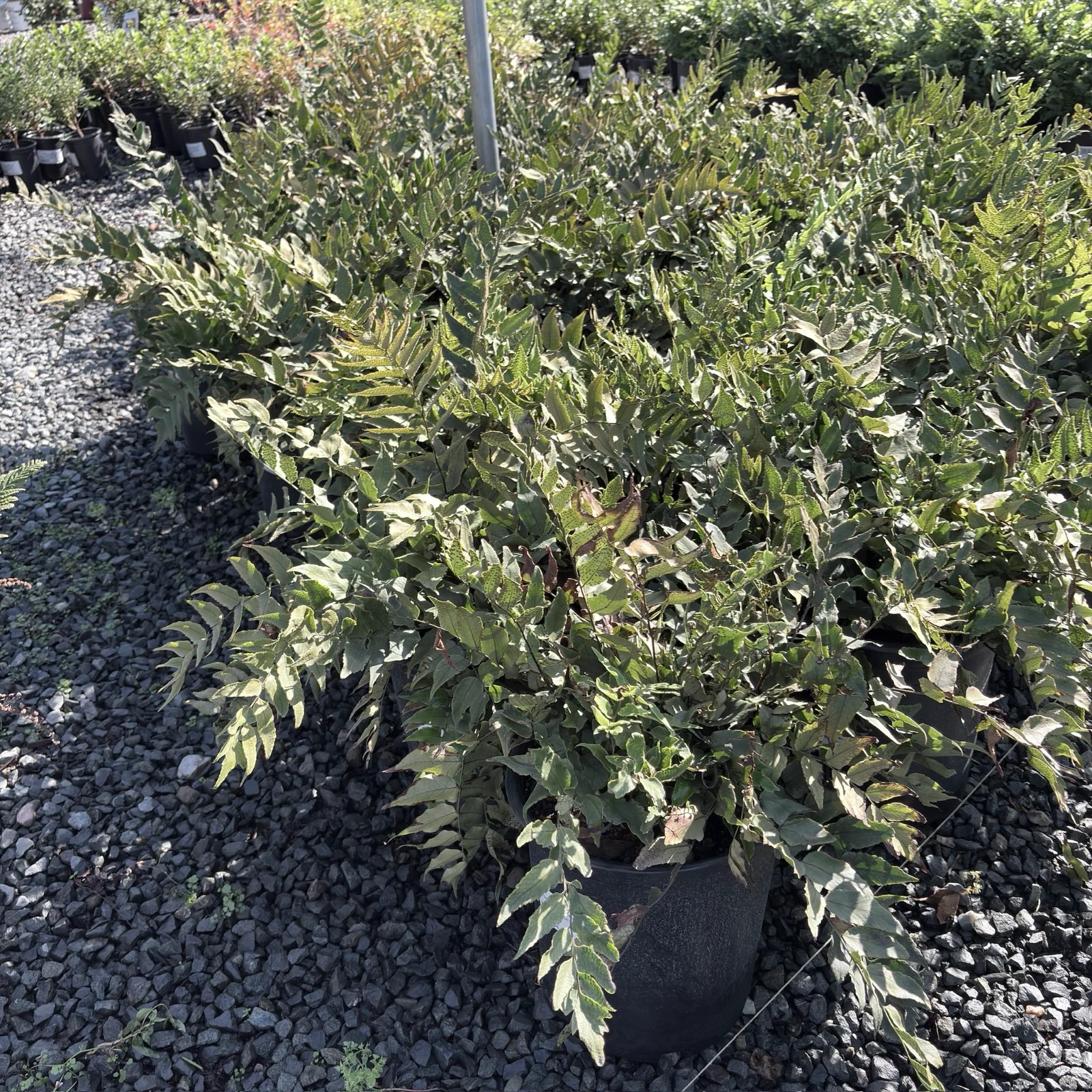 Fortune's Holly Fern - Image 2