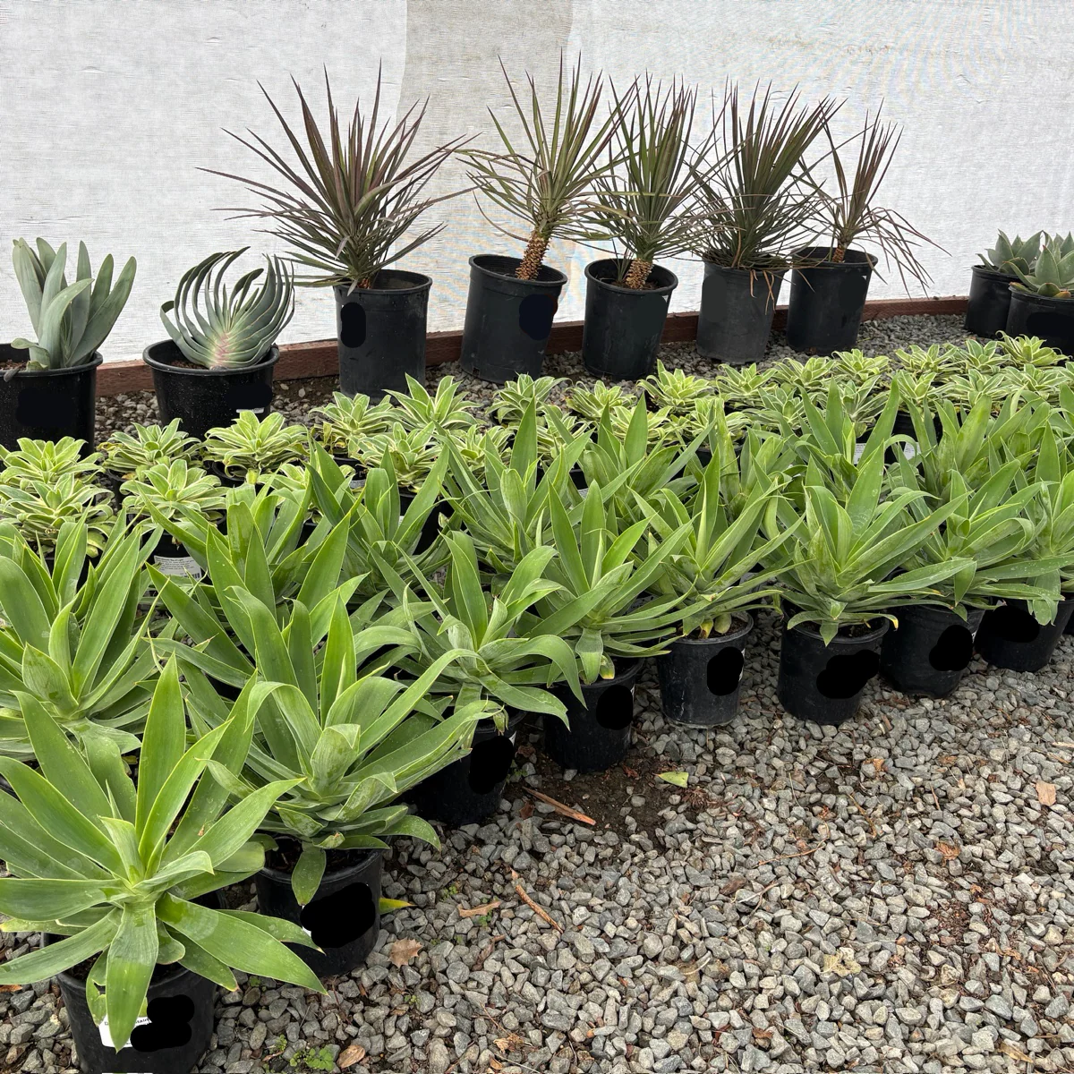 Fox Tail Agave - Image 1