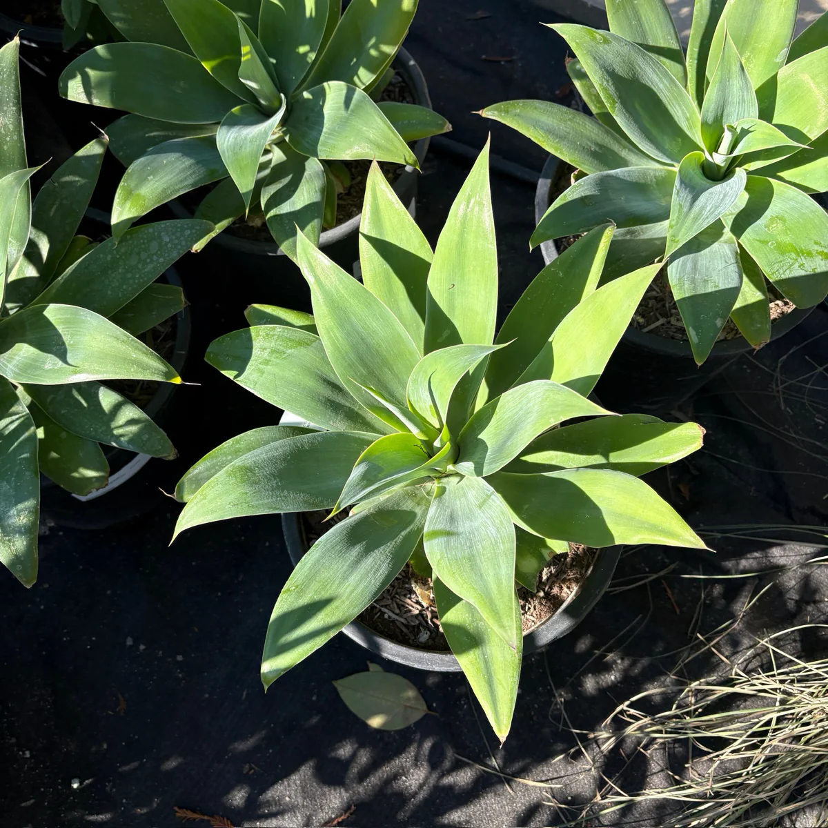 Fox Tail Agave - Image 2