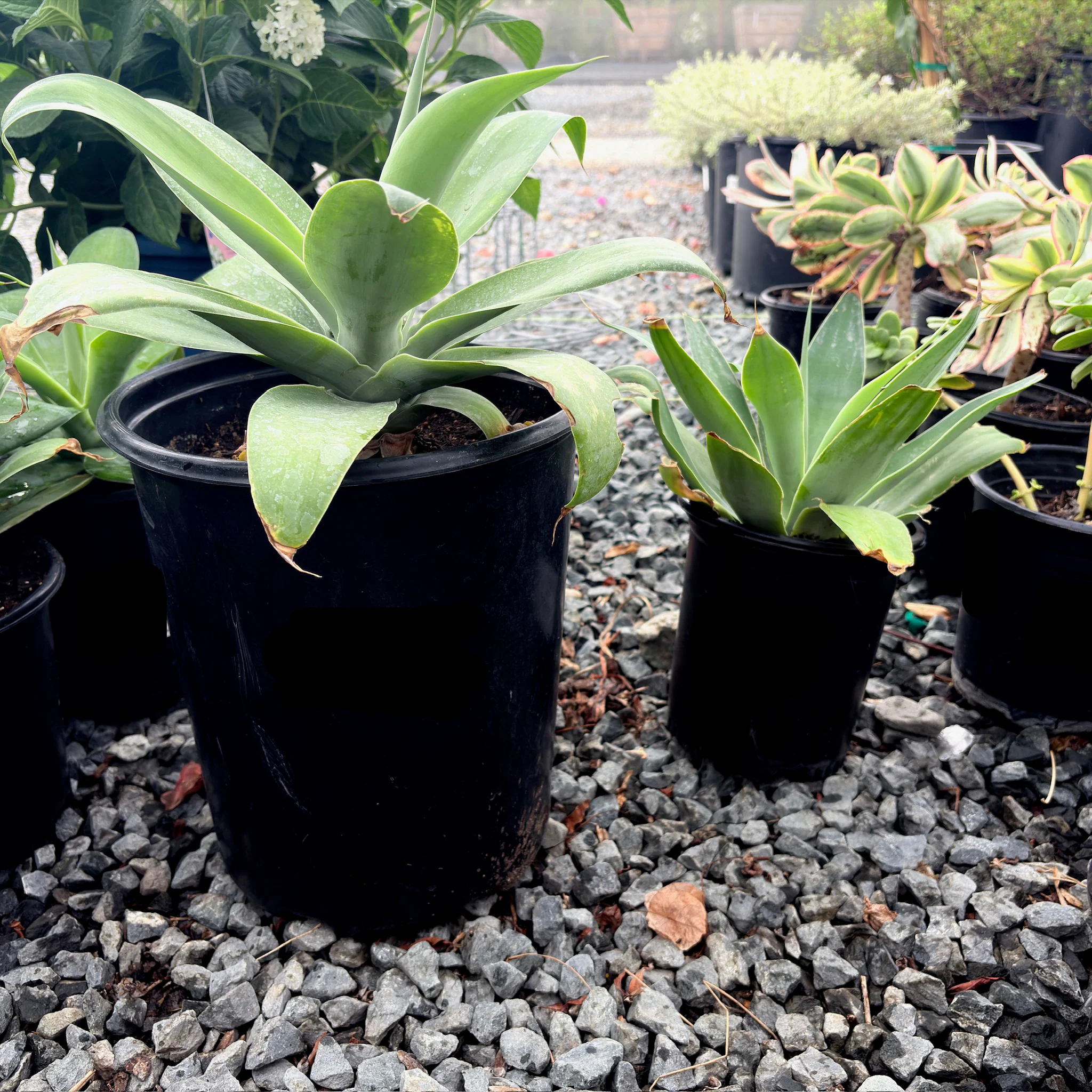 Fox Tail Agave - Image 3