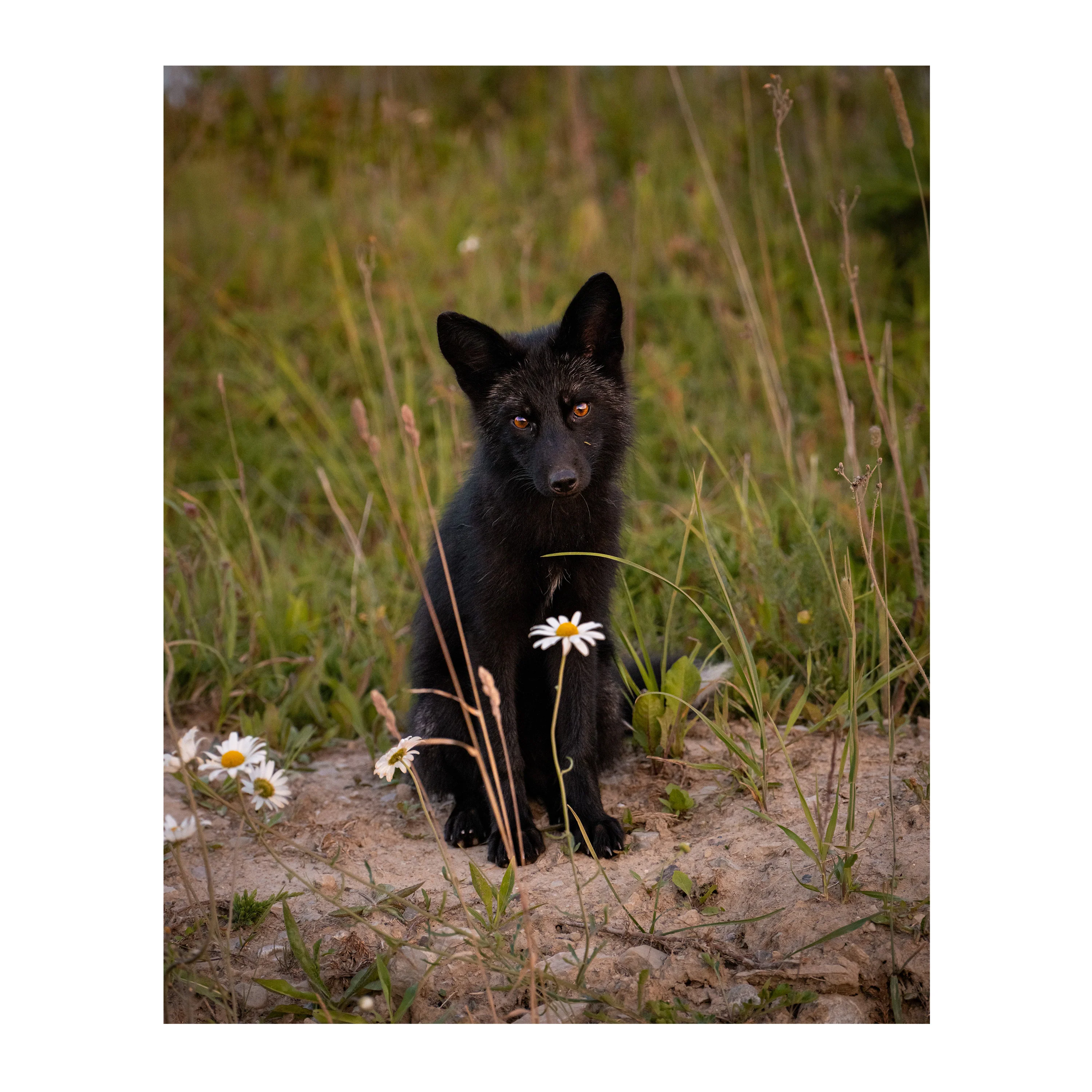 Foxey Roxey - Image 3