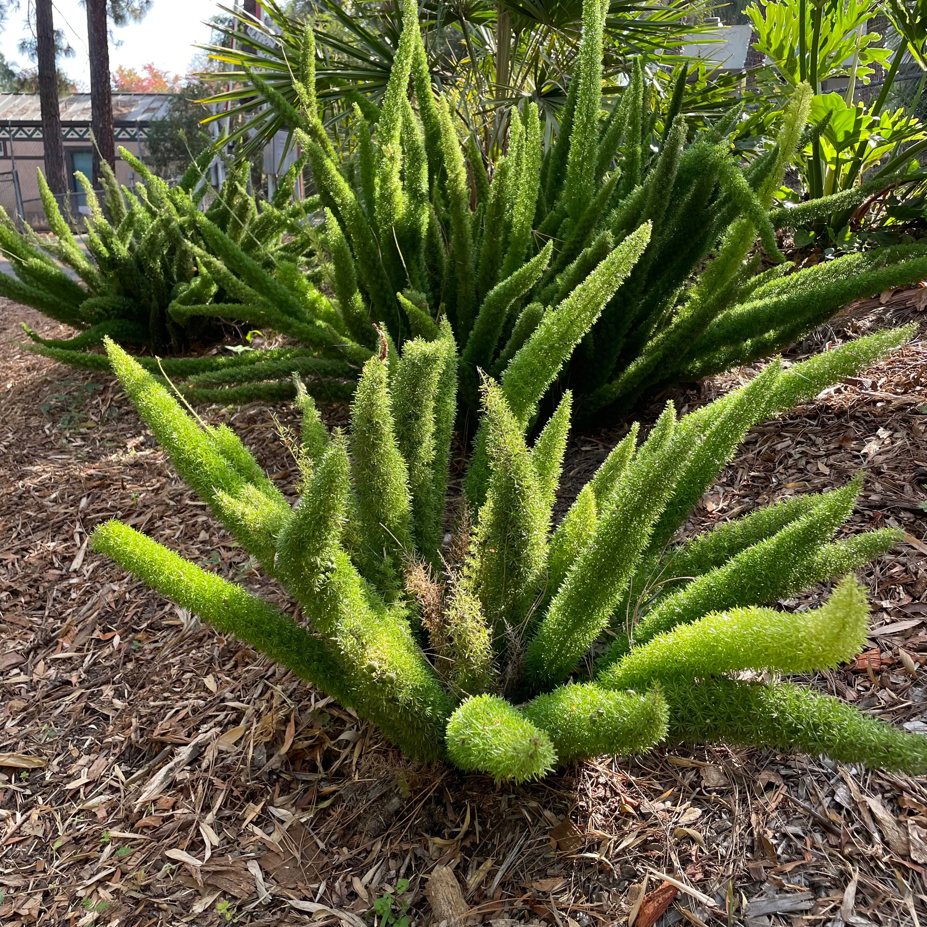 Foxtail Asparagus Fern - Image 1