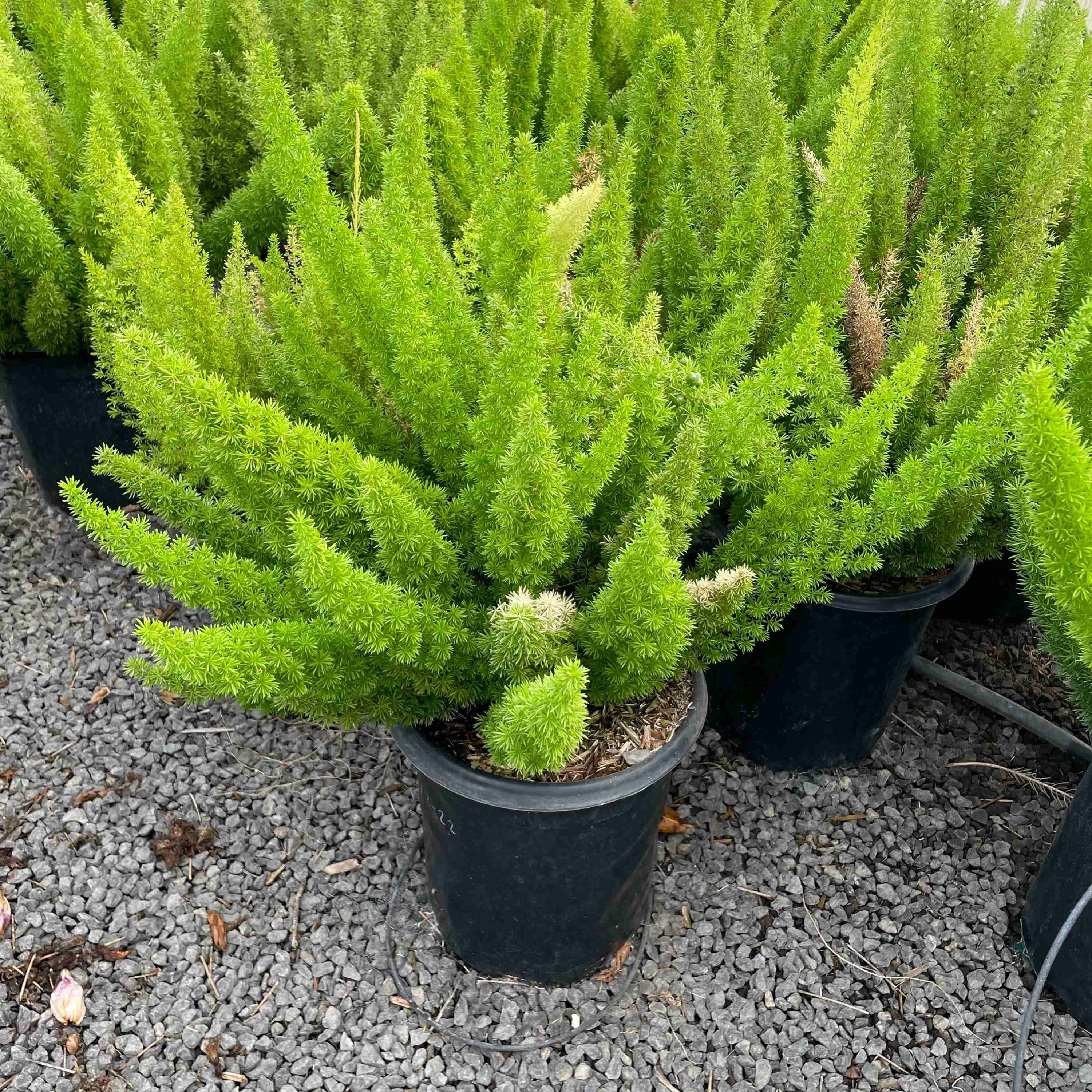 Foxtail Asparagus Fern - Image 2
