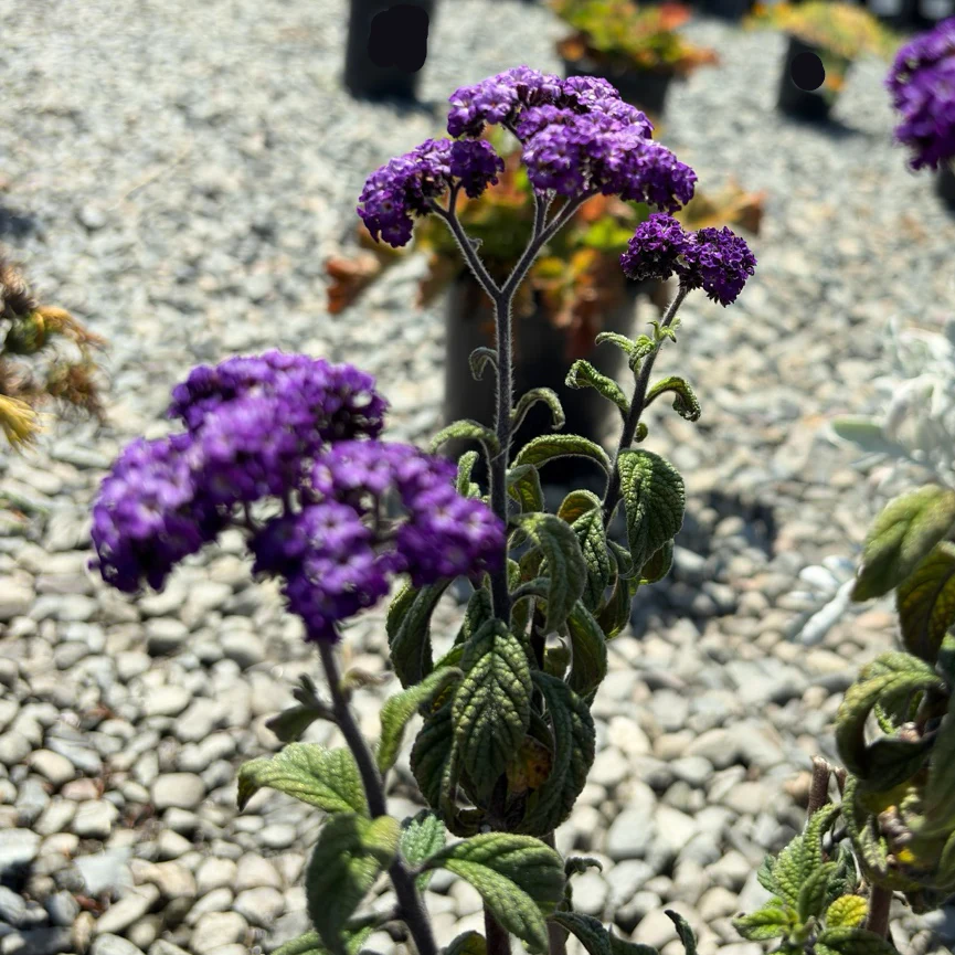 Fragrant Delight Heliotrope - Image 1