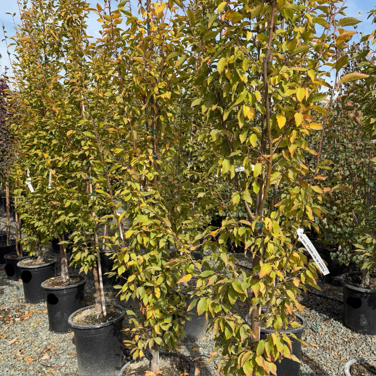 Frans Fontaine Columnar European Hornbeam - Image 1
