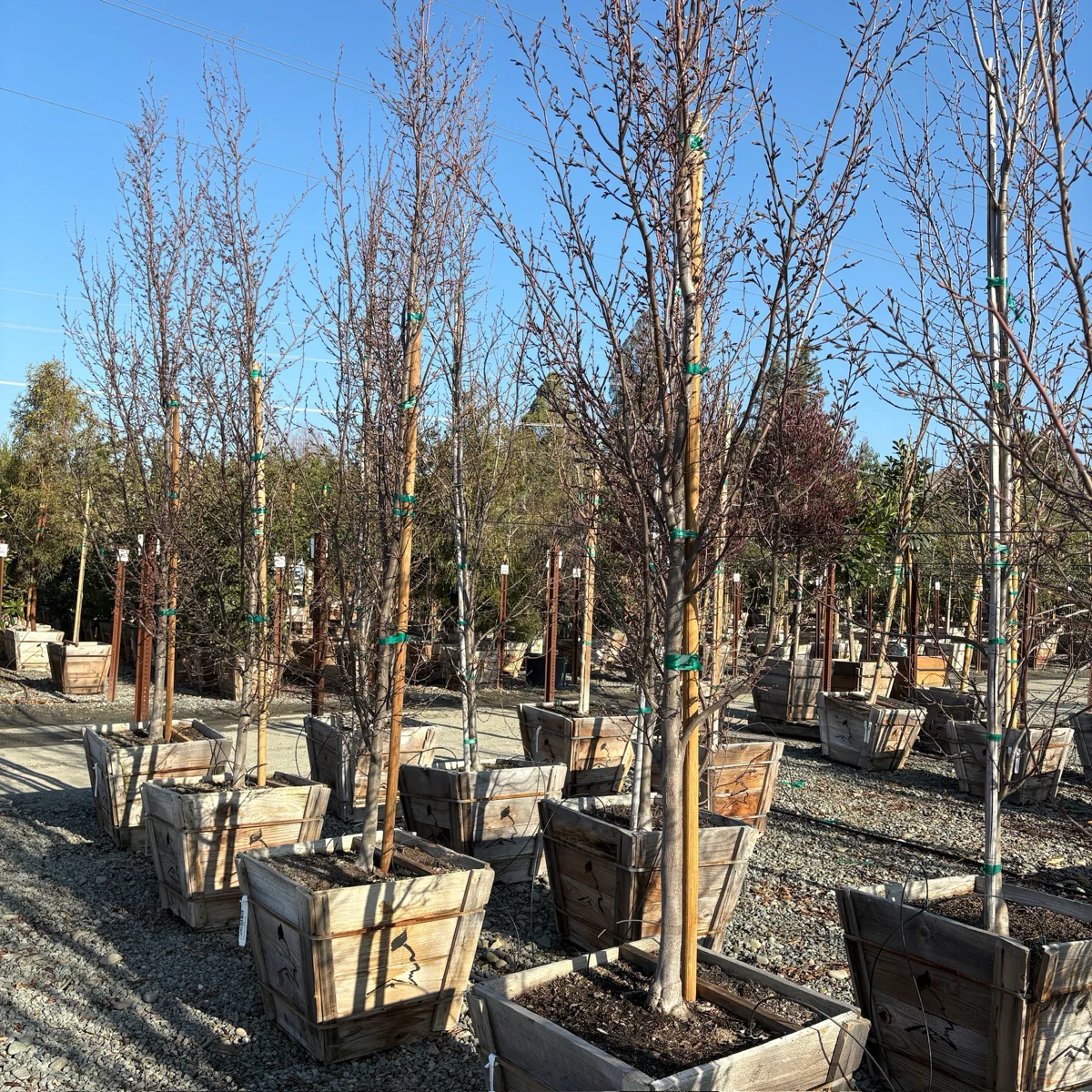 Frans Fontaine Columnar European Hornbeam - Image 2