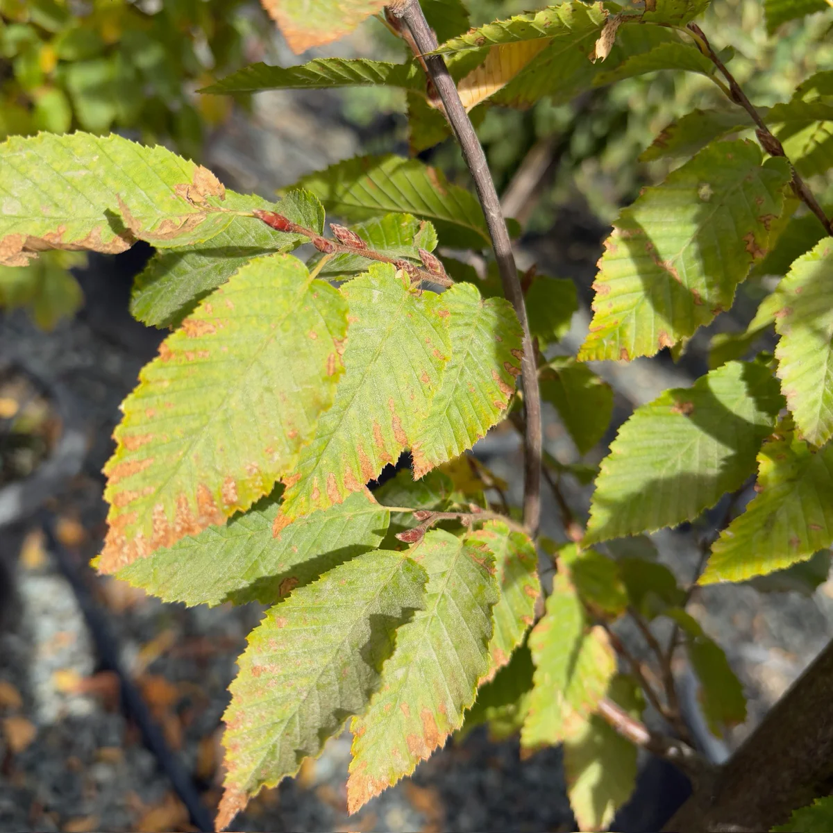 Frans Fontaine Columnar European Hornbeam - Image 3
