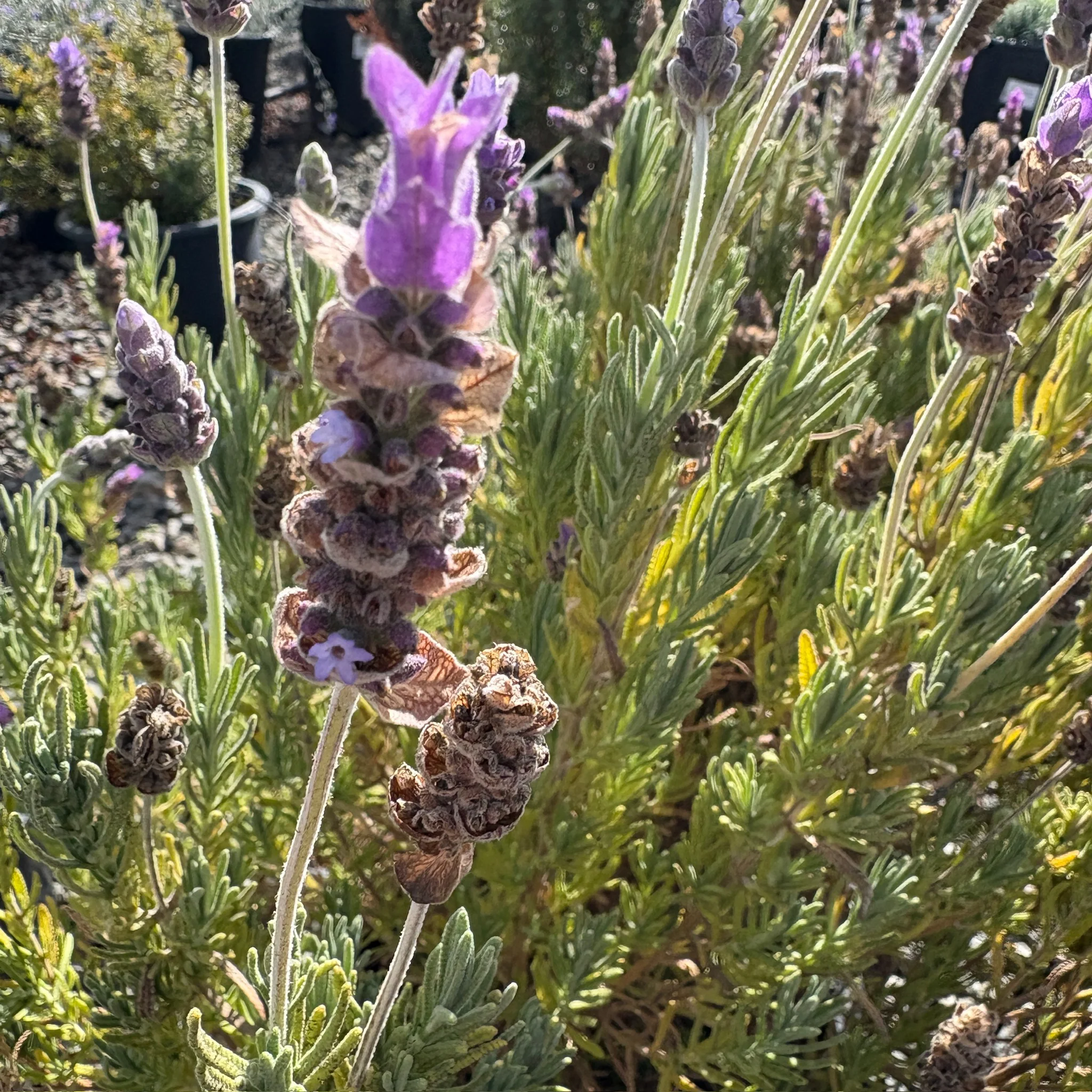French Lavender - Image 2