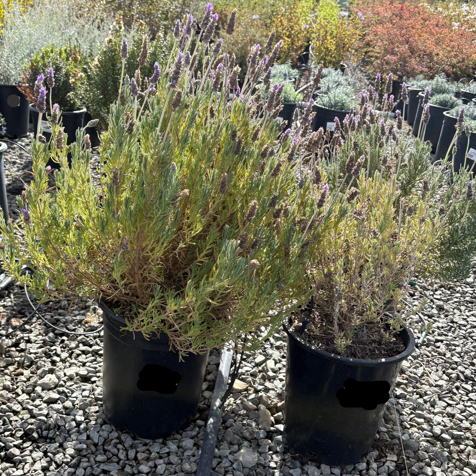 French Lavender - Image 3