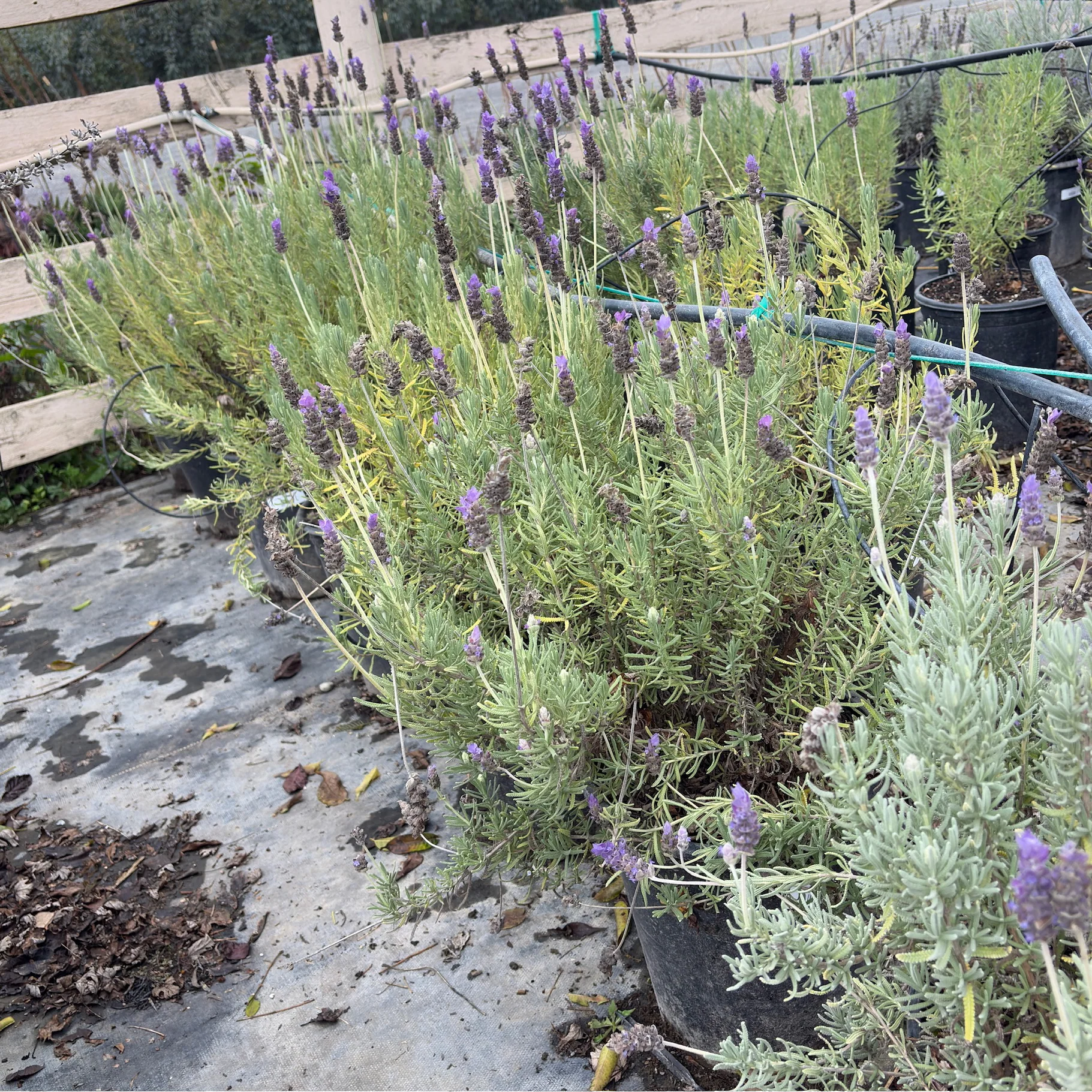 French Lavender - Image 1