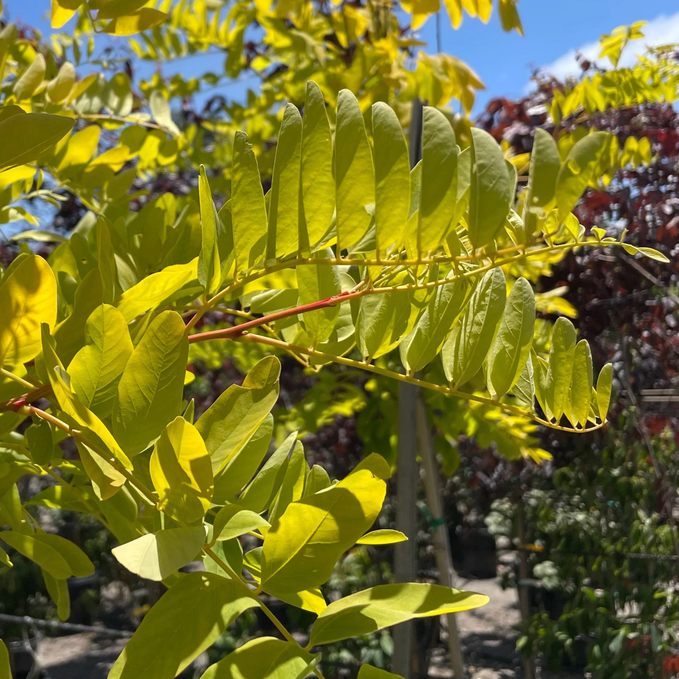 Frisia Golden Locust - Image 2