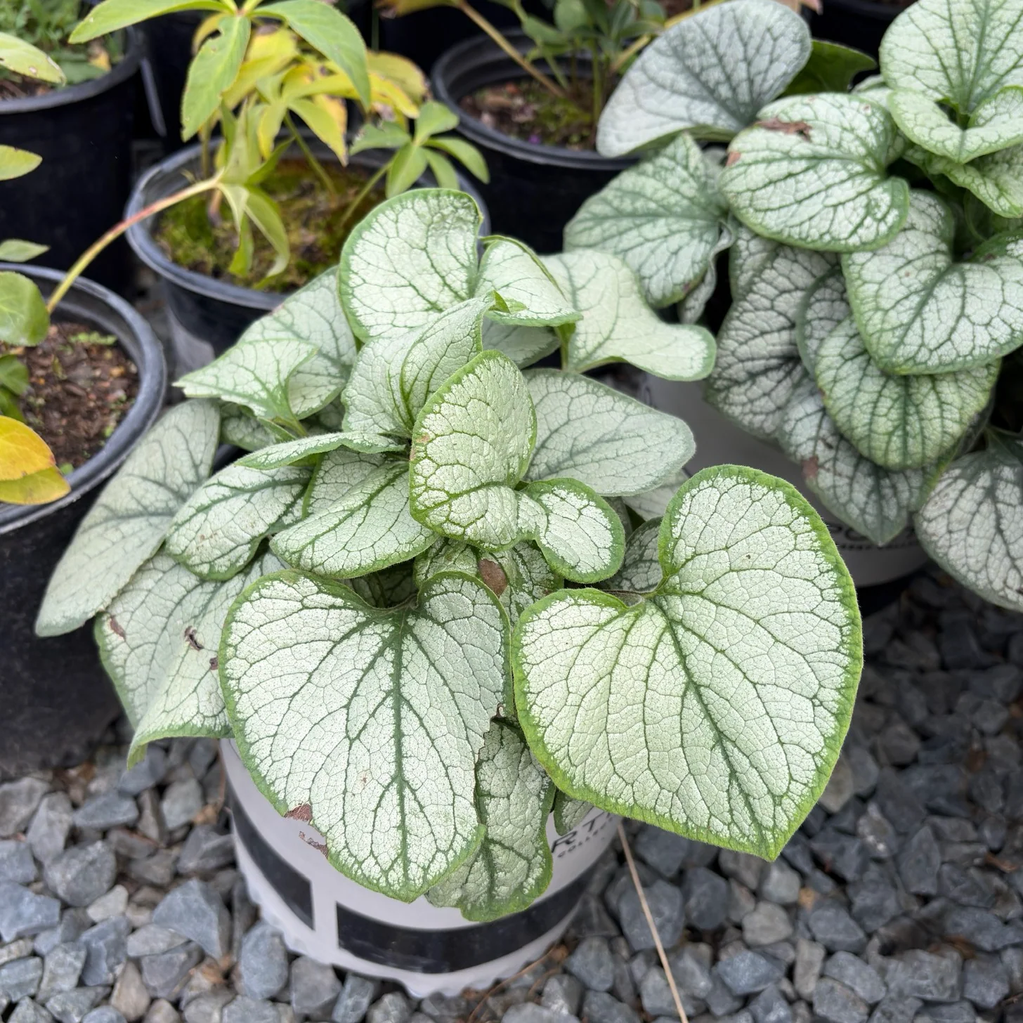 Frostbite Siberian Bugloss - Image 1
